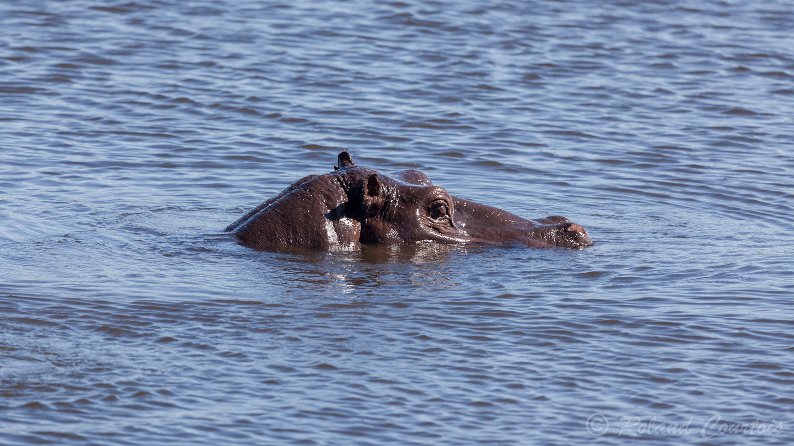 Des hippopotames apprécient la fraîcheur de l'eau.