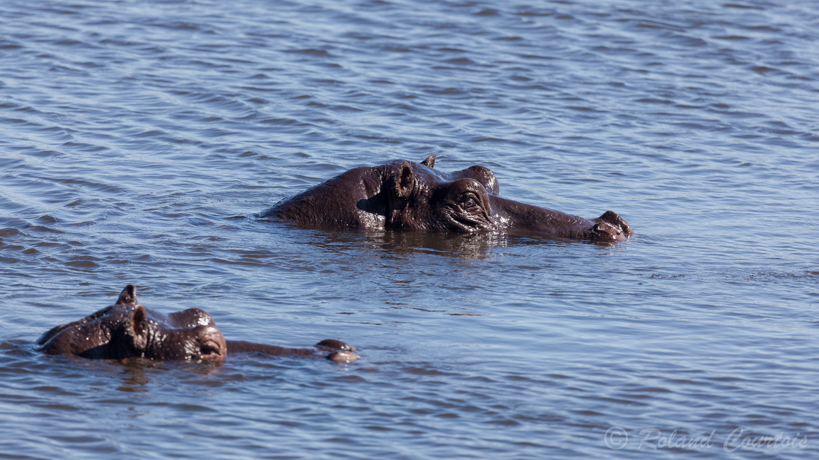 Des hippopotames apprécient la fraîcheur de l'eau.