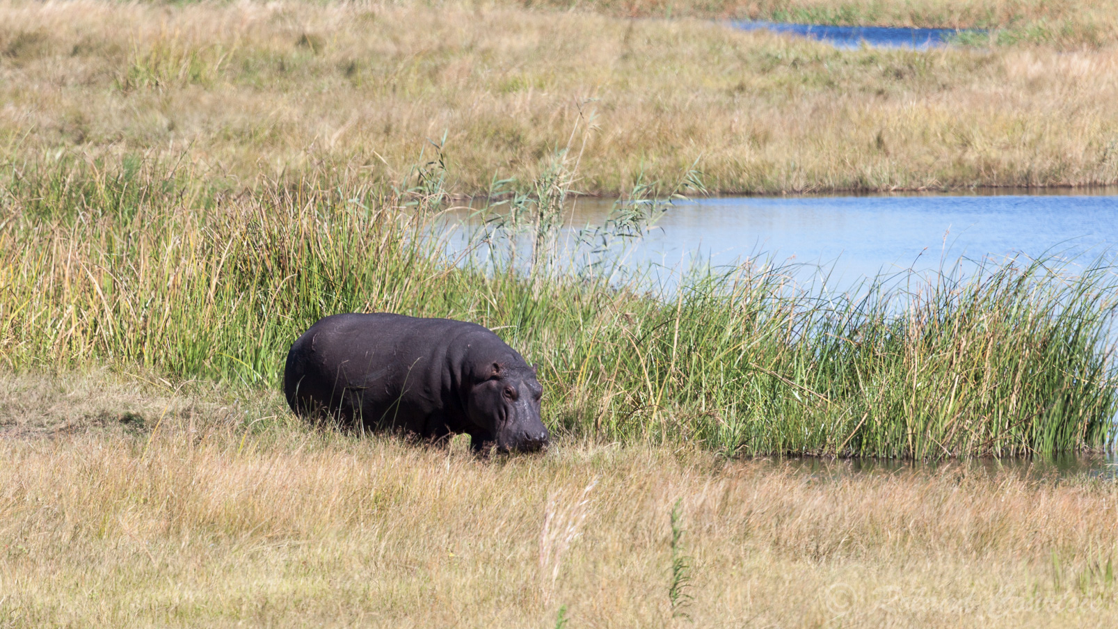 Un hippopotame qui broute.