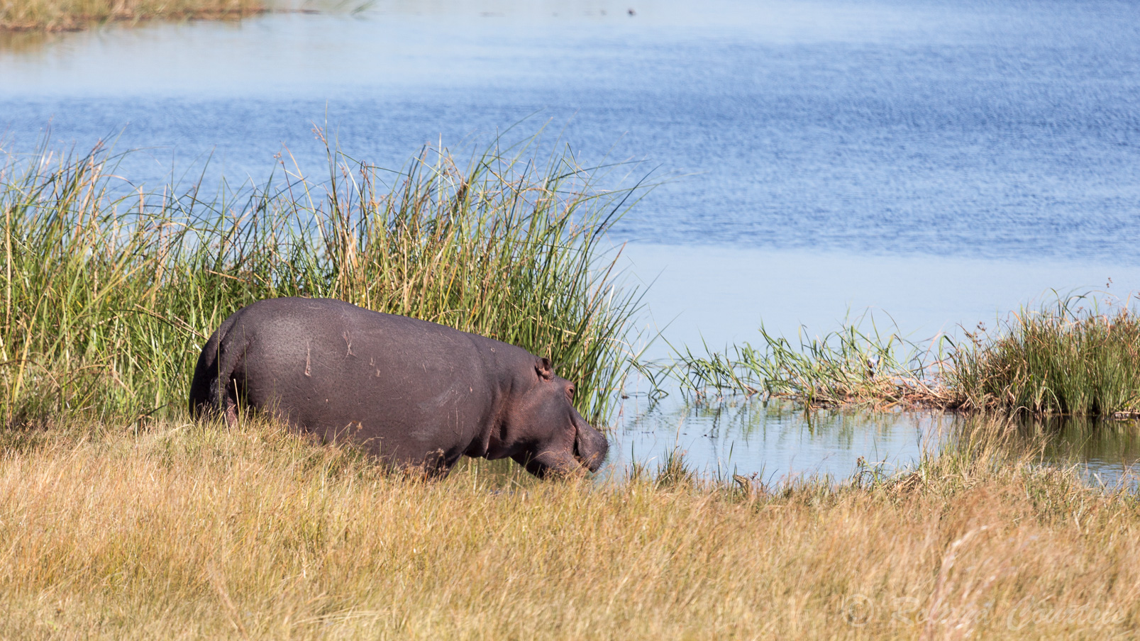 Un hippopotame et un varan du Nil