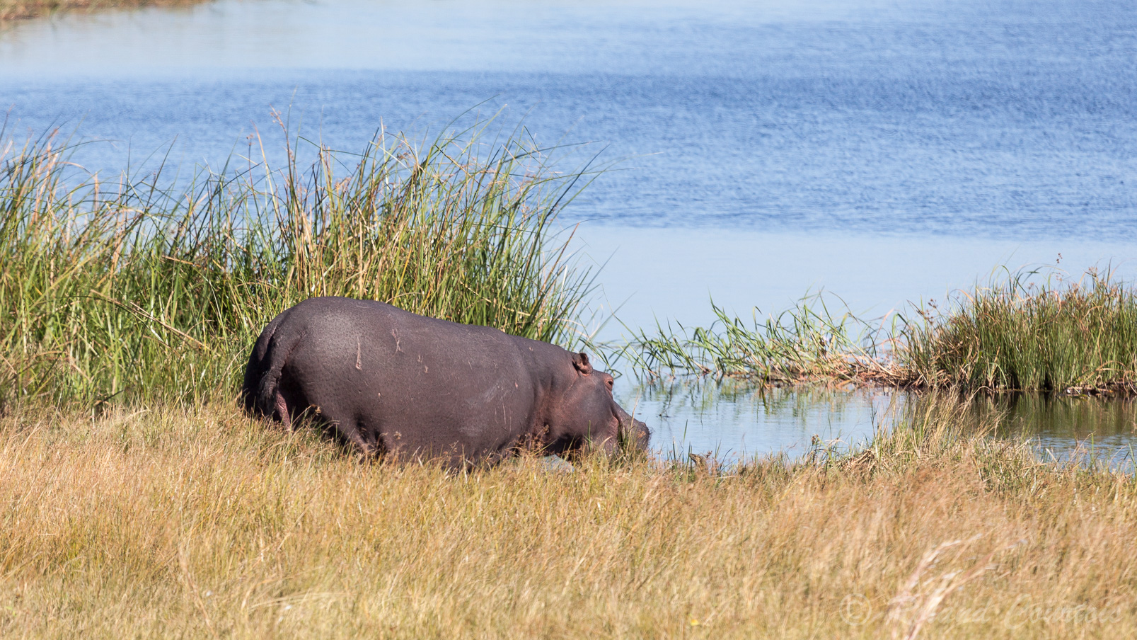 Un hippopotame et un varan du Nil