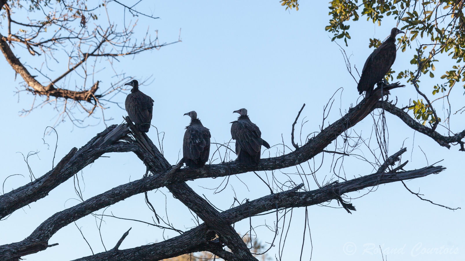 Une bande de vautours charognards en attente de leurs proies.