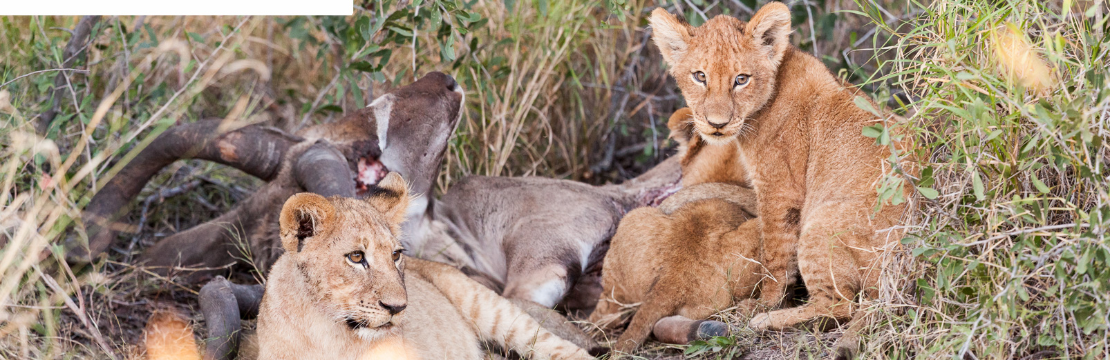 Une famille de lion fait la sieste après un festin.