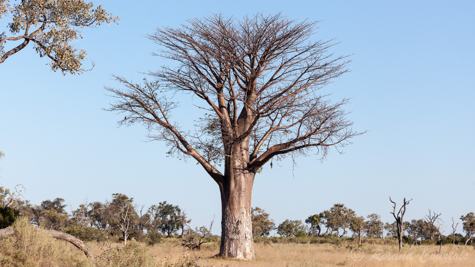 Baobab africain.