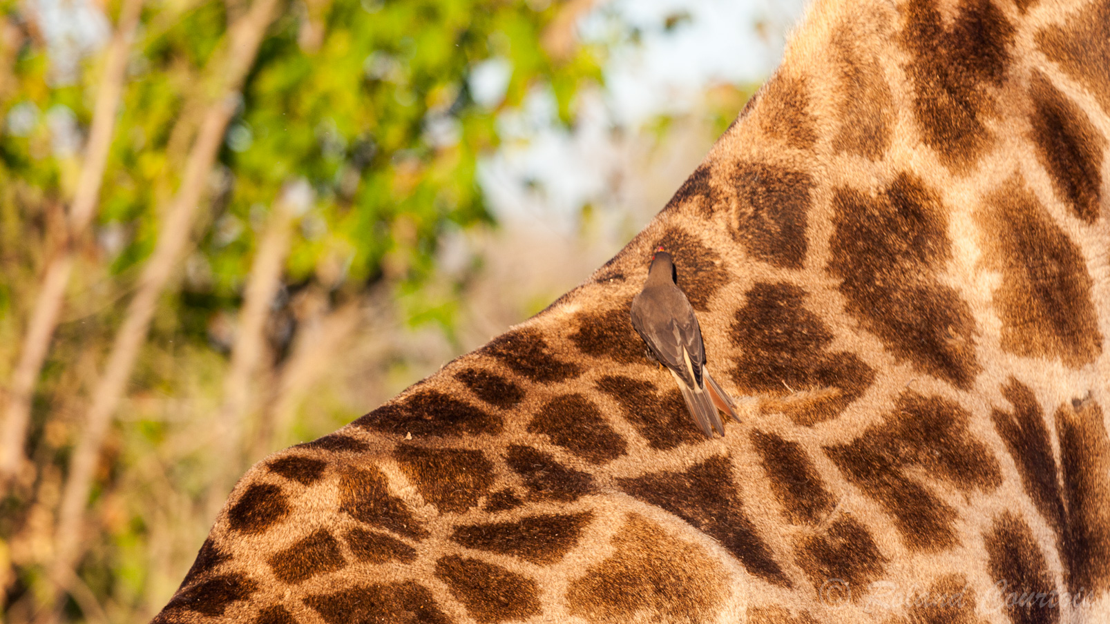 Sur le dos de cette Girafe, un Piqueboeuf à bec rouge