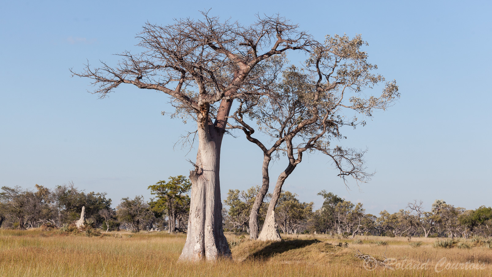 Baobab africain.