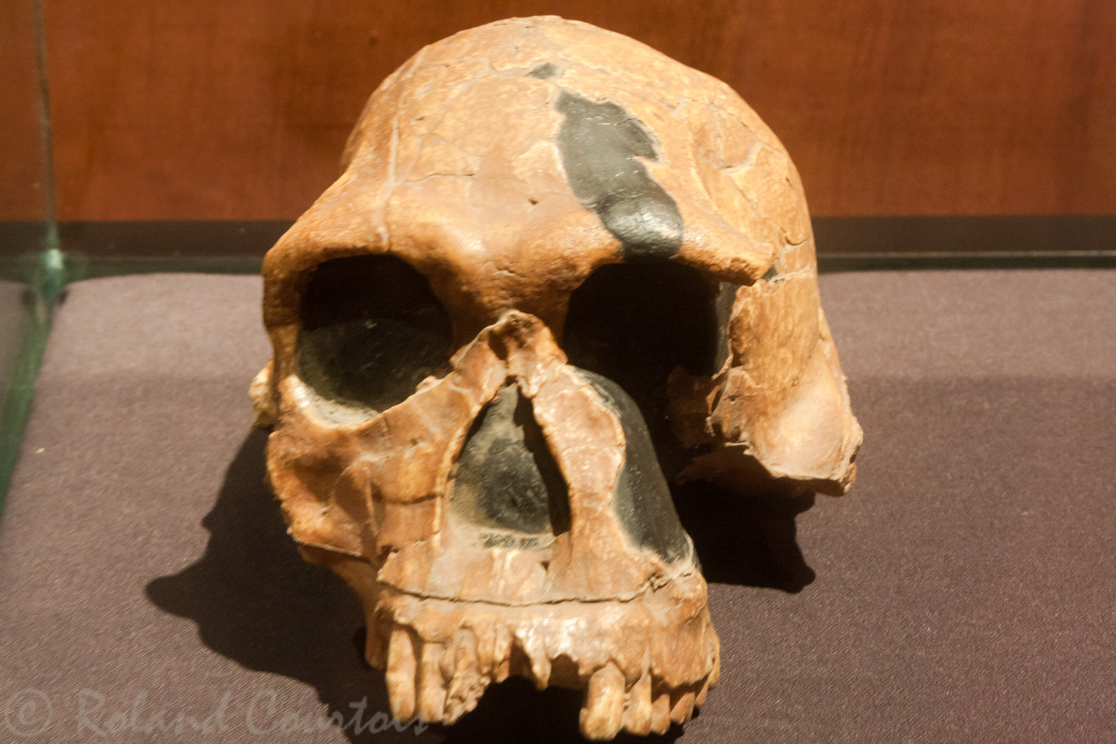 L'origine de l'Homme au musée d'Addis Abeba.