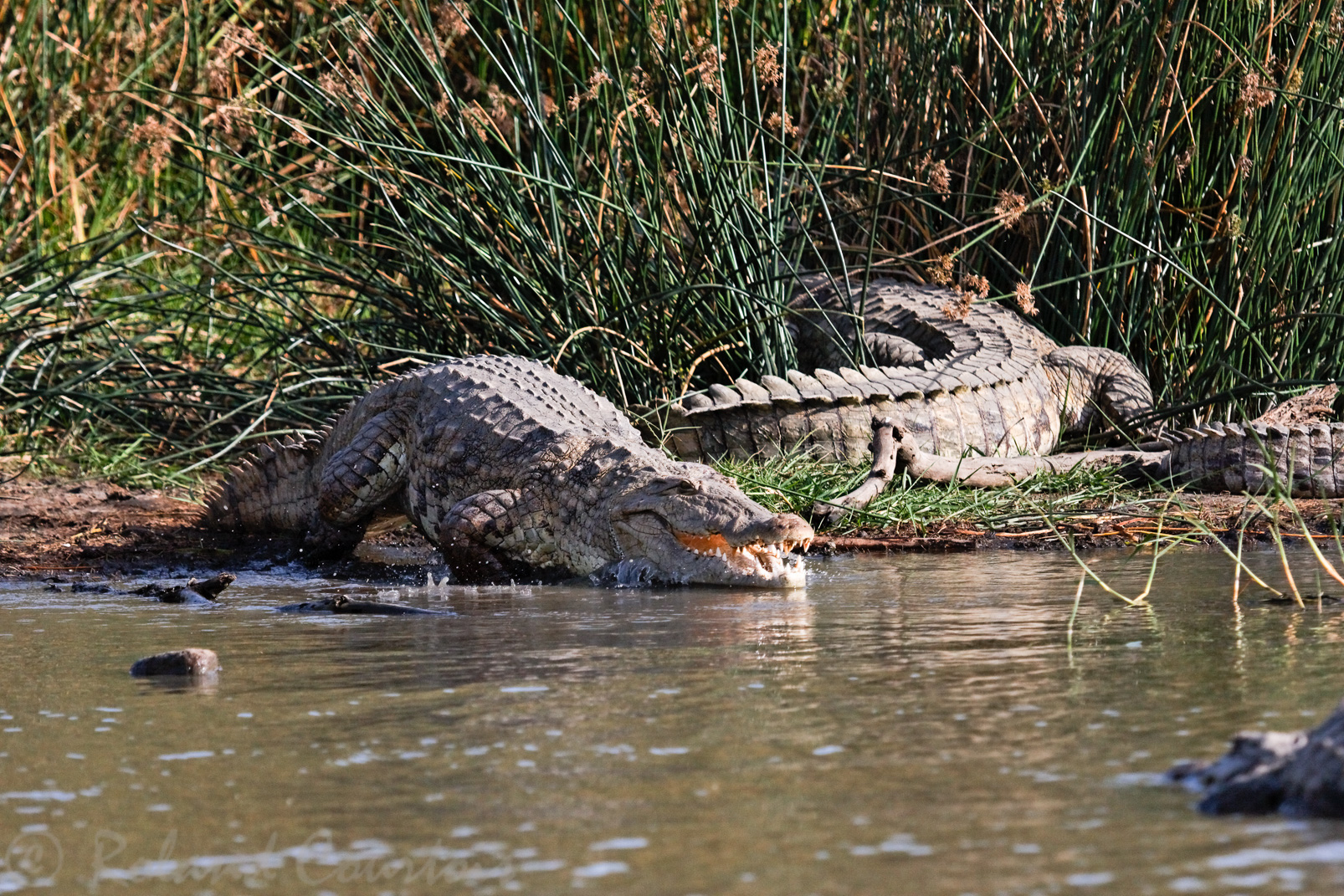 Les plus grands crocodiles d'Afrique. A l'eau !