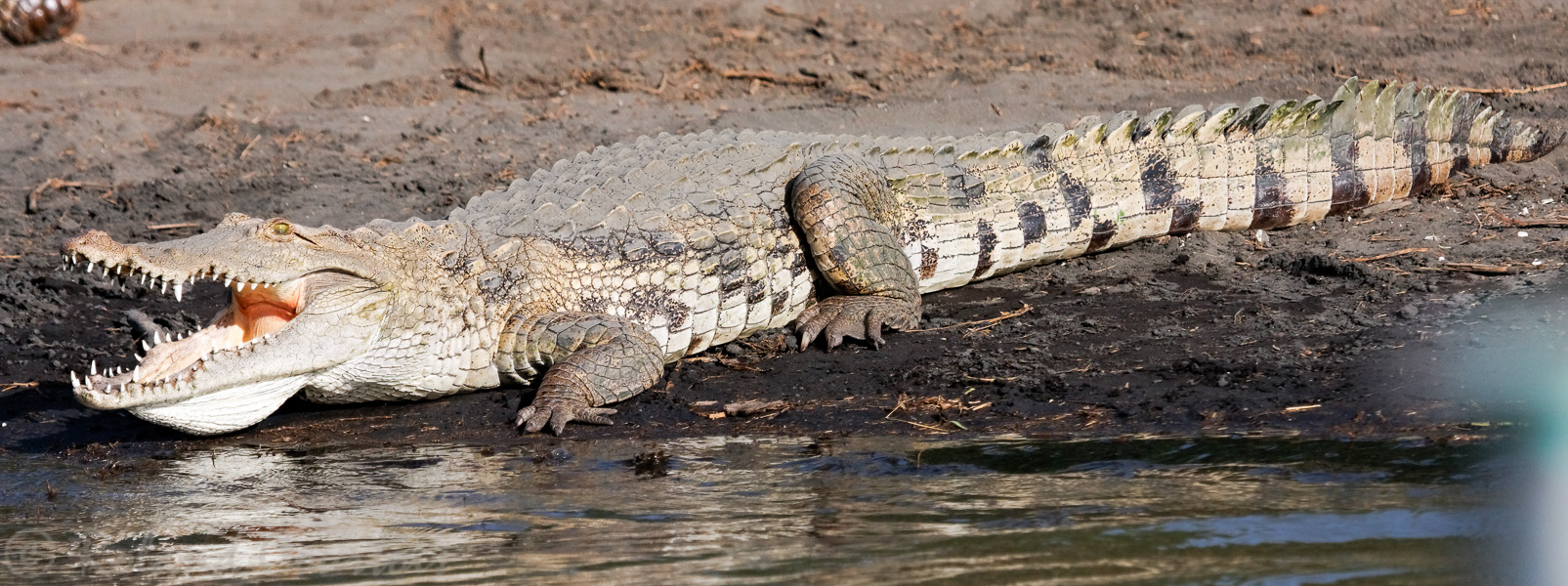 Les plus grands crocodiles d'Afrique