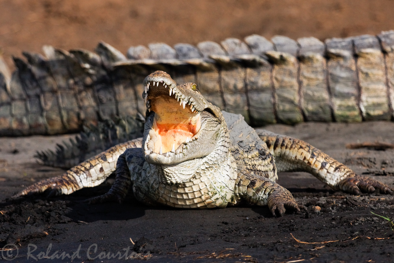 Les plus grands crocodiles d'Afrique