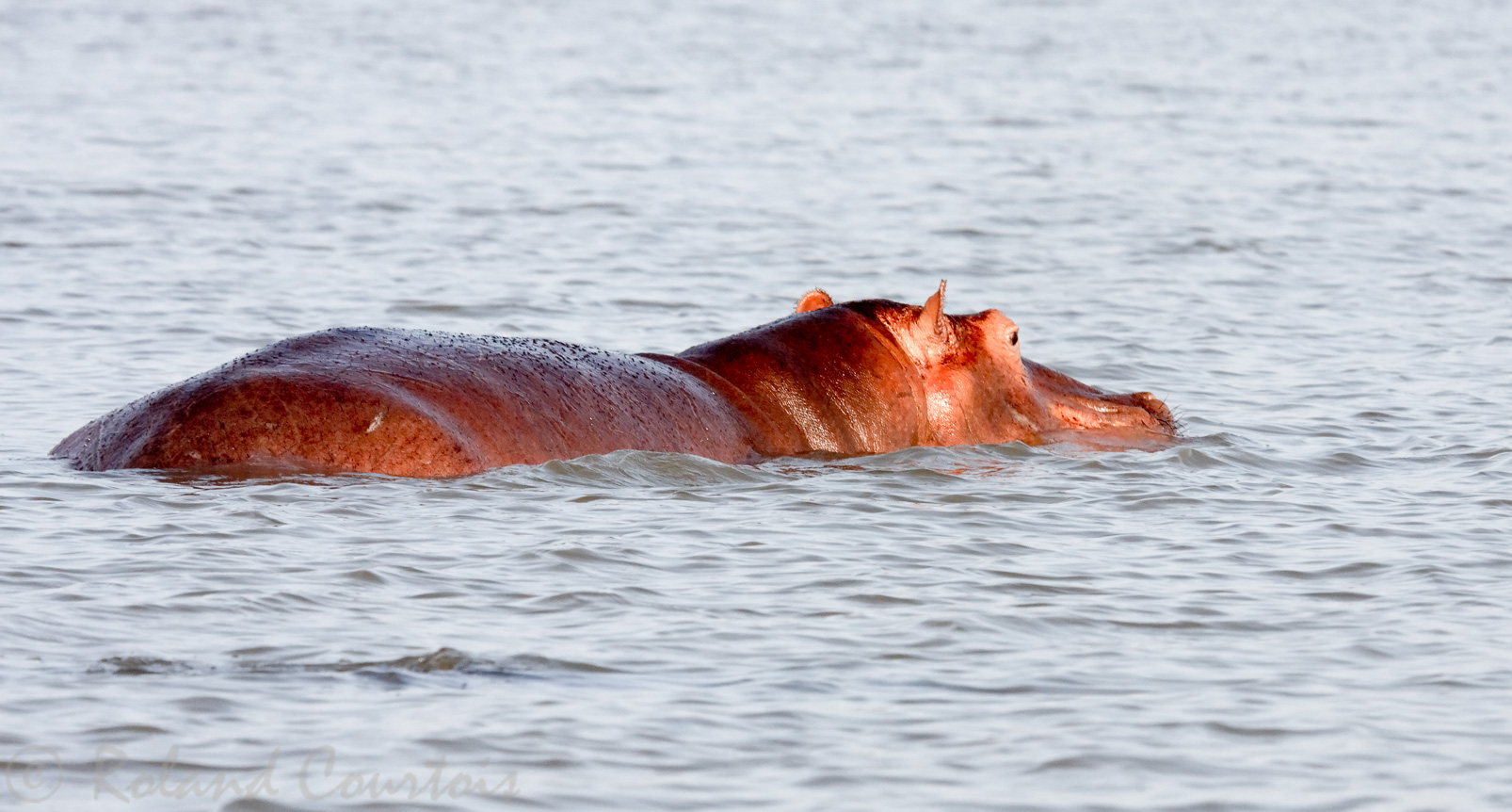 Lac Chamo : hippopotame