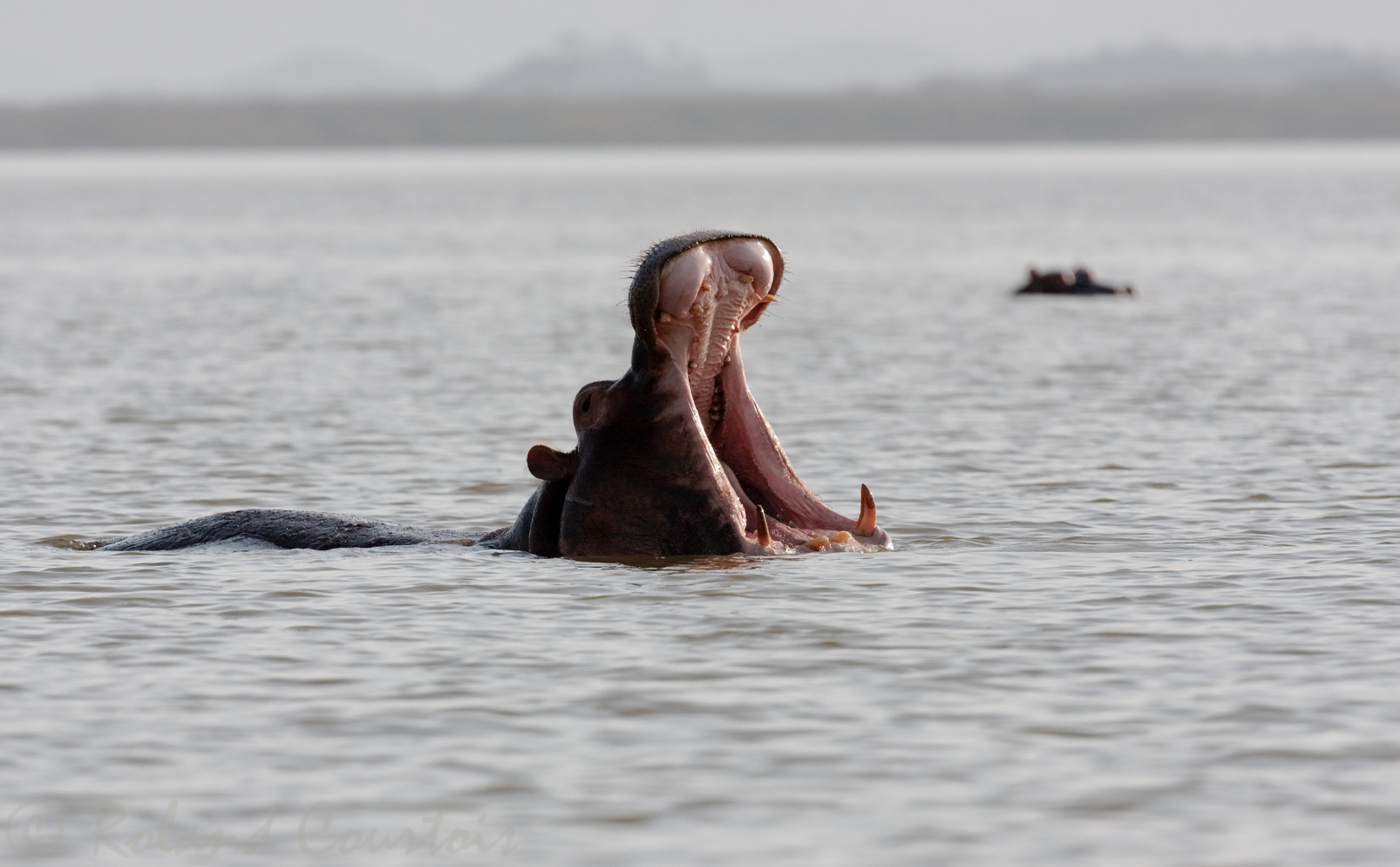 Lac Chamo: hippopotame fatigué