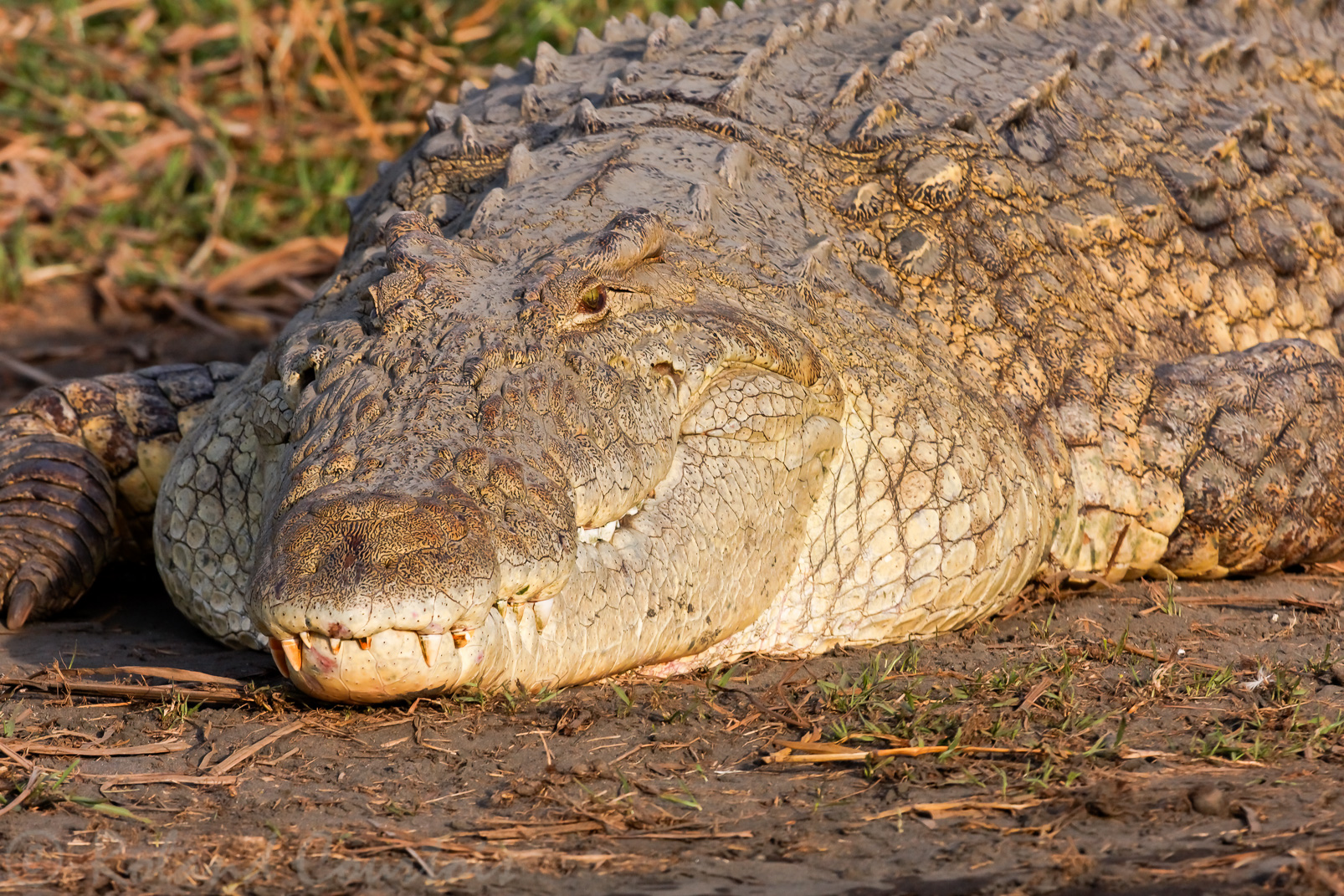 Lac Chamo : les plus grands crocodiles d'Afrique