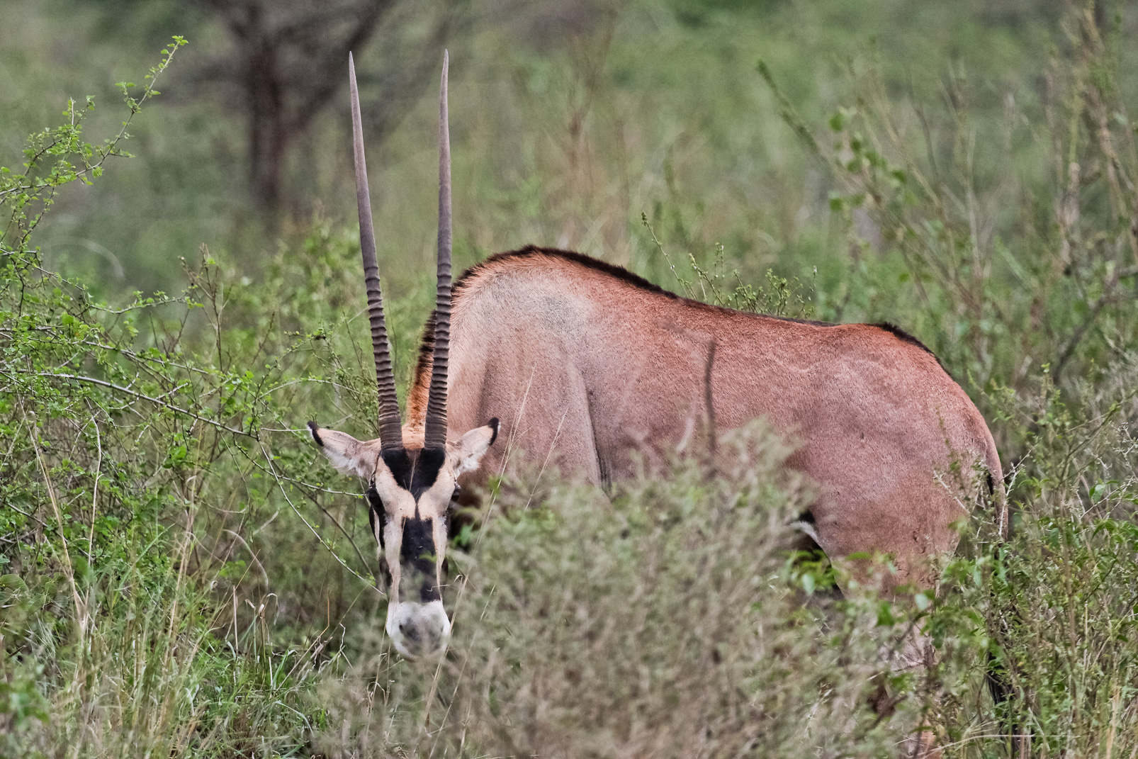 Oryx à Awash