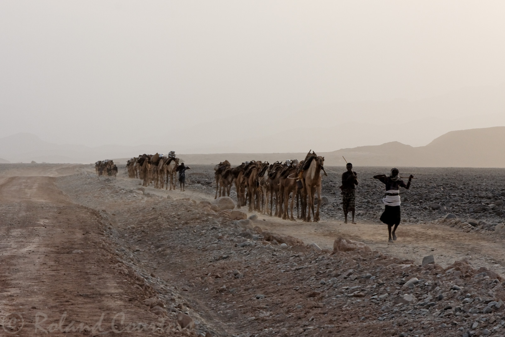 Dromadaires qui descendent vers la vallée du Rift