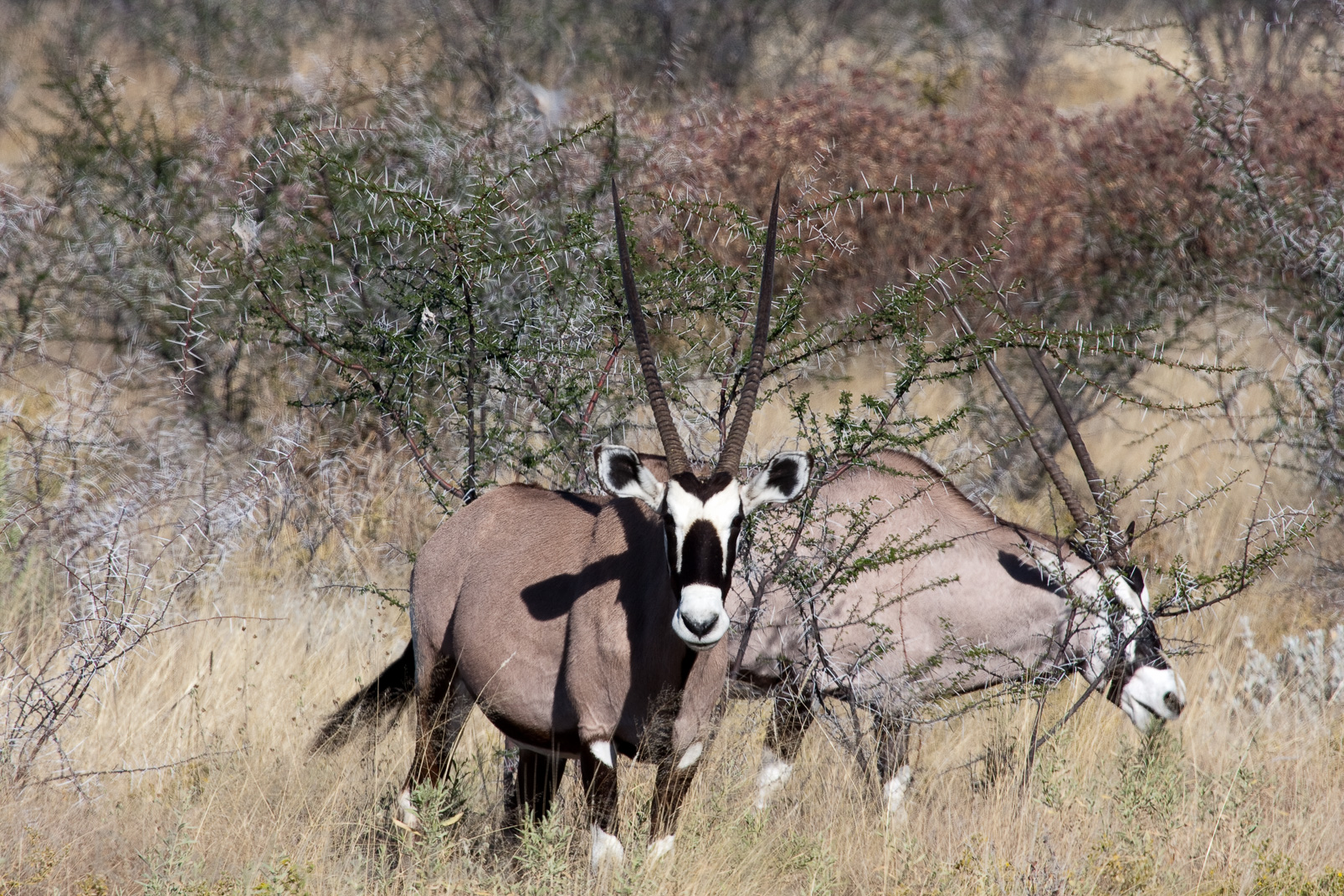 Oryx, emblème de la Namibie.