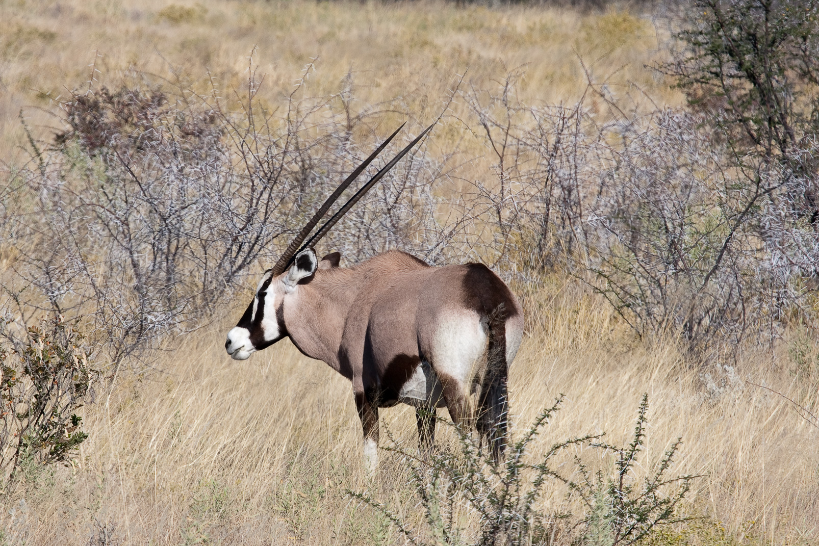 Oryx, emblème de la Namibie.