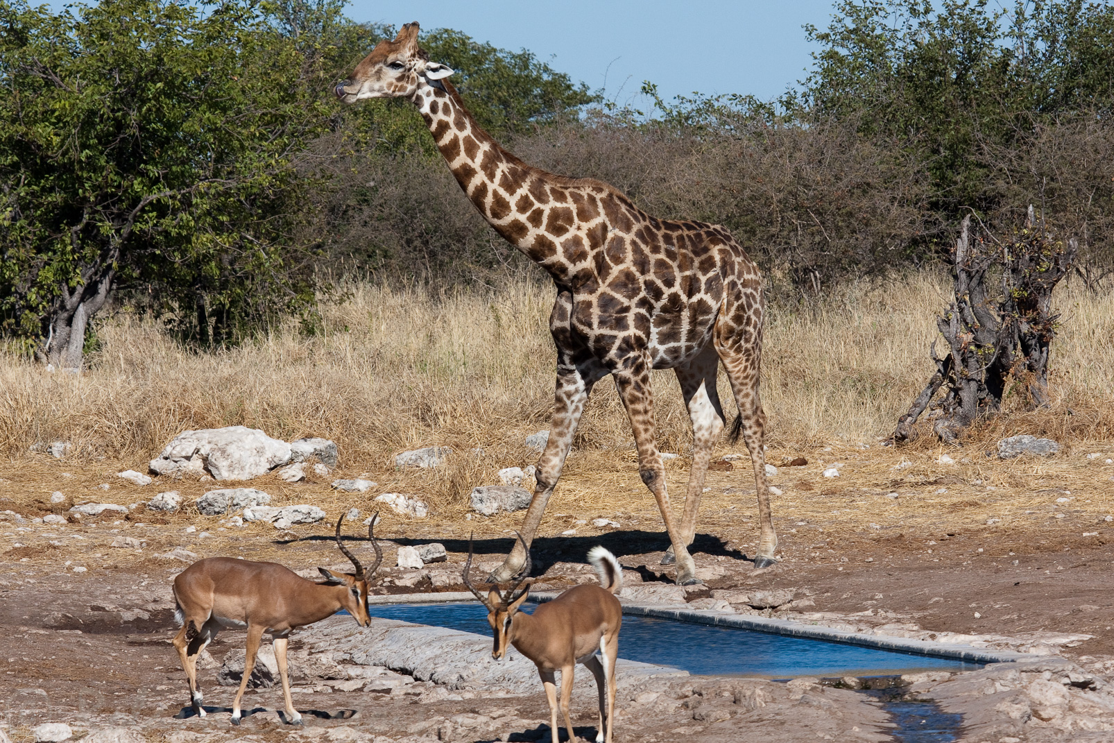 Girafe et impala à face noire,