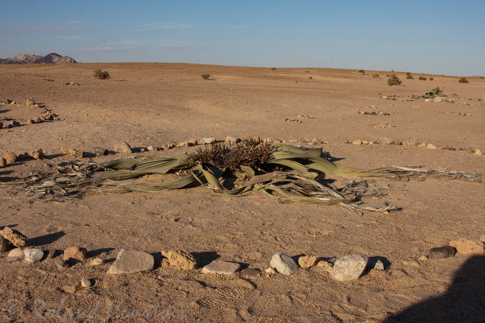 Welwitschia Mirabilis, plante vivant plusieurs siècles, se trouve seulement en Namibie et en Angola