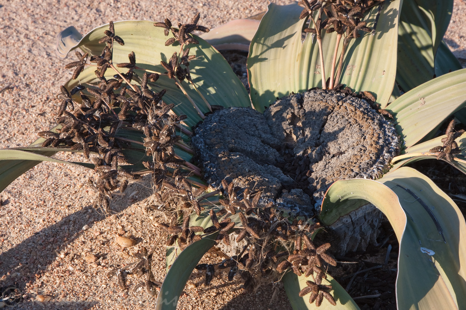Welwitschia Mirabilis, plante vivant plusieurs siècles.