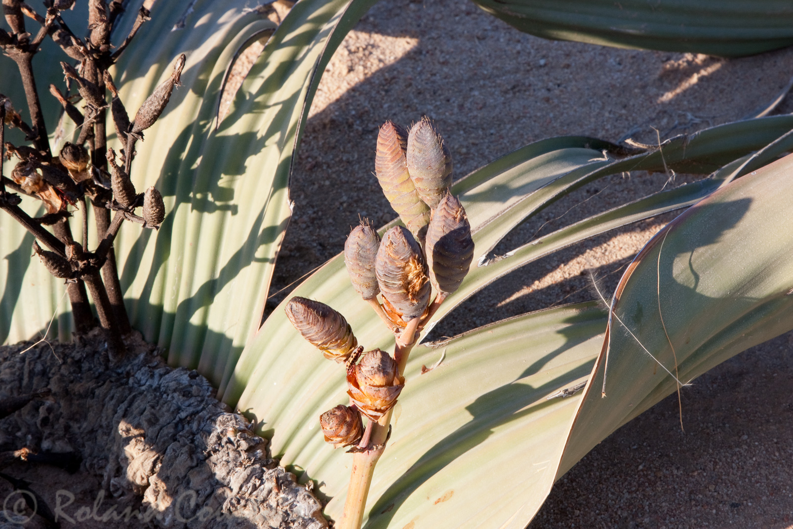 Welwitschia Mirabilis, plante vivant plusieurs siècles.