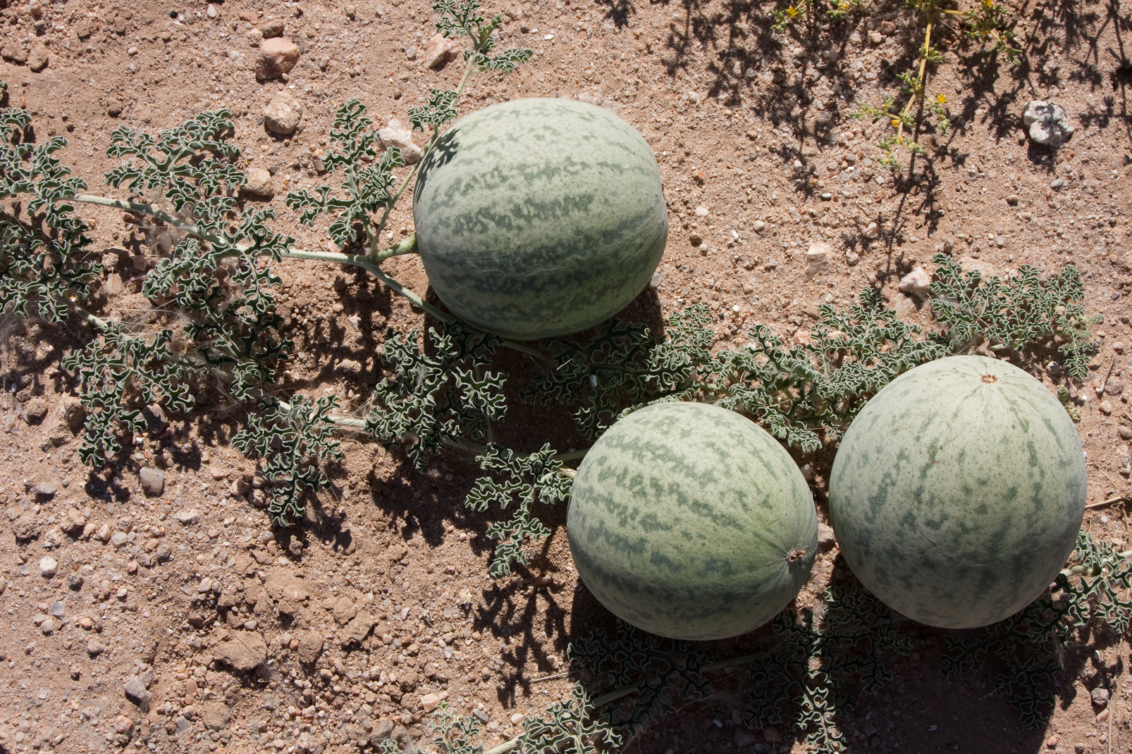 Tsama, melon du désert