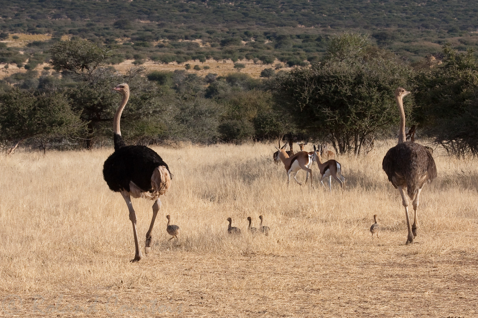 Autruches en famille et springbok.