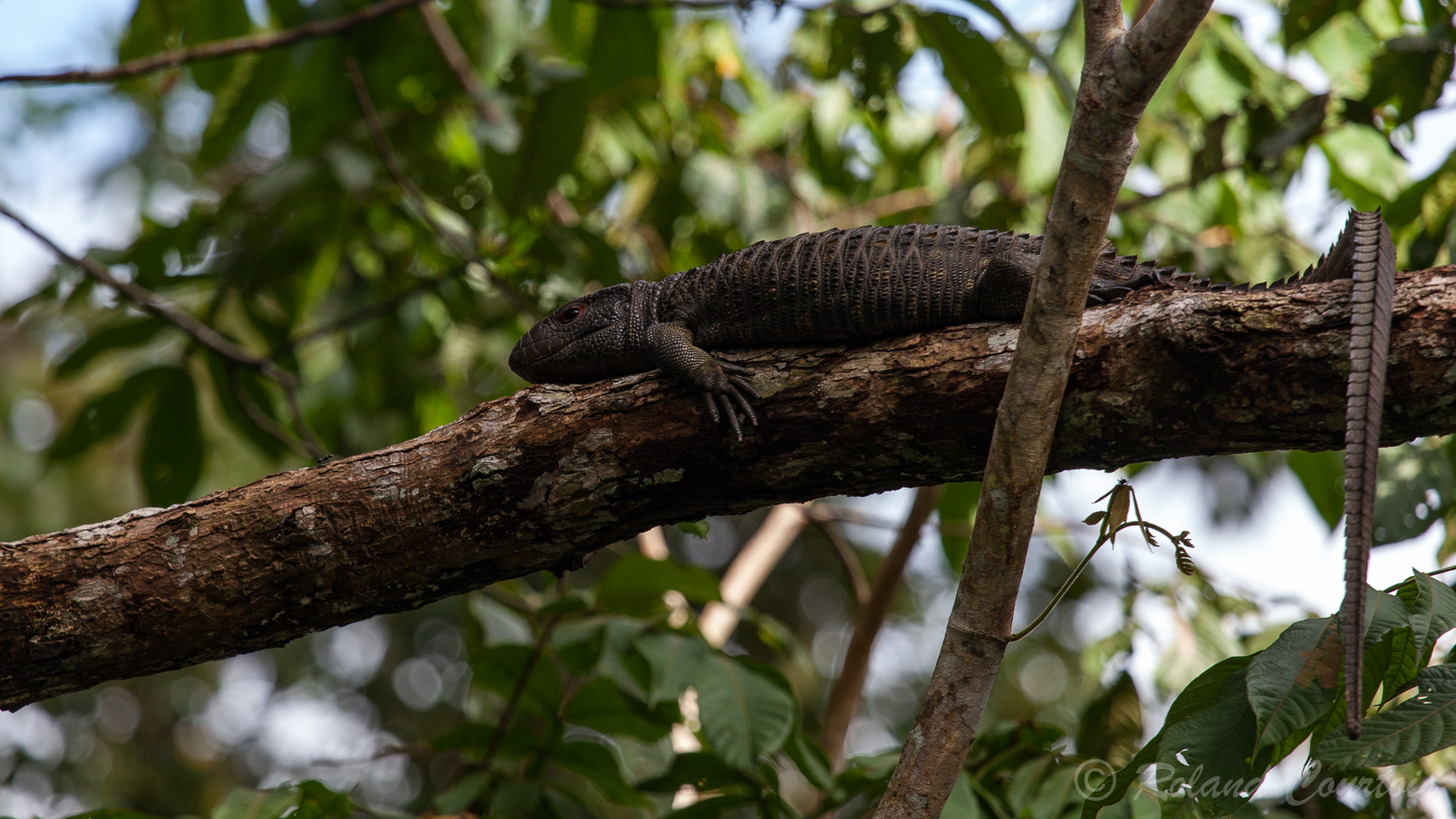 Lézard Caïman, l'un des plus grand lézard au monde se rencontre essentiellement en Amazonie