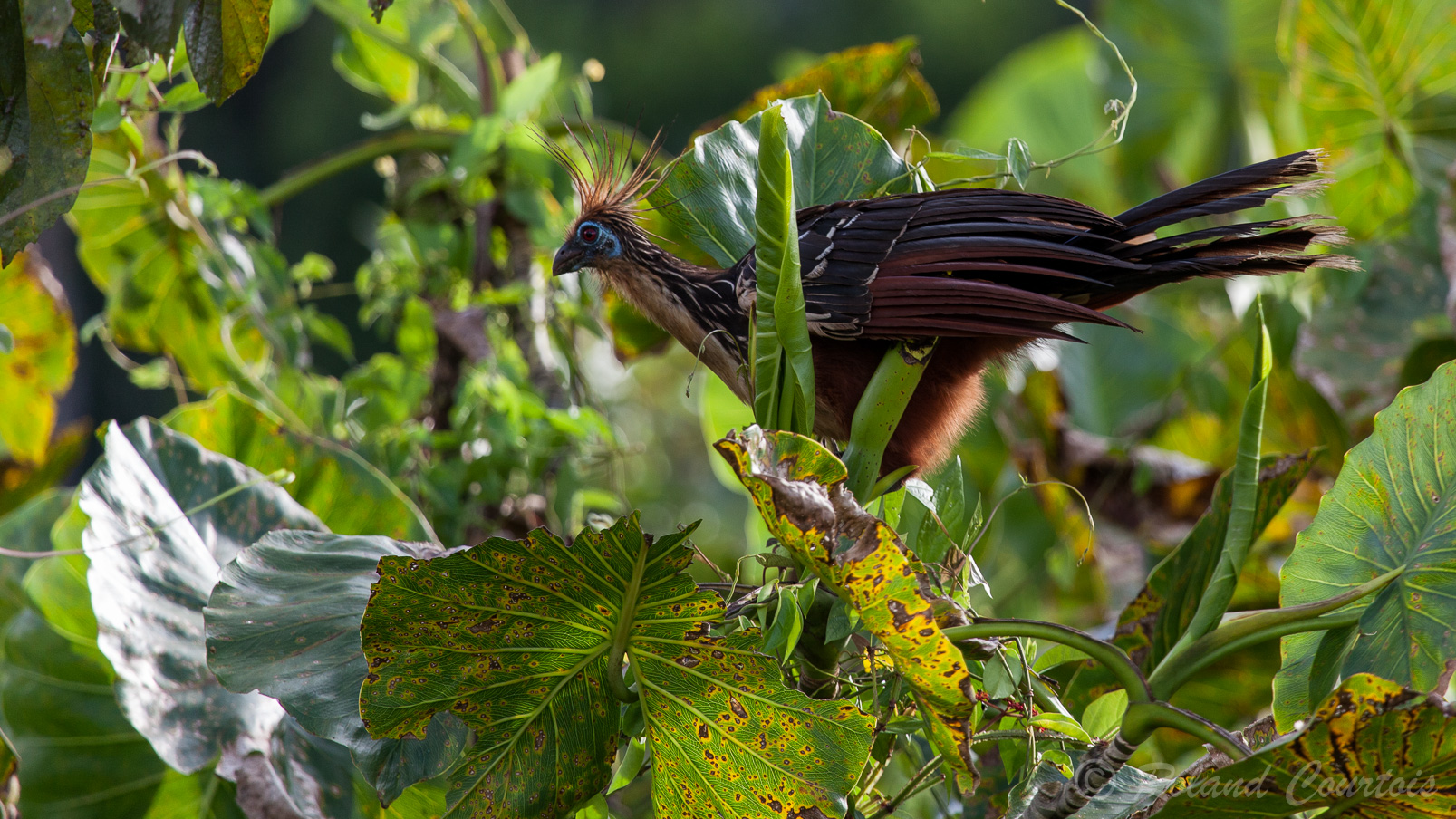 Hoazin huppé, l'oiseau le plus ancien au monde, .... il saute de branches en branches.