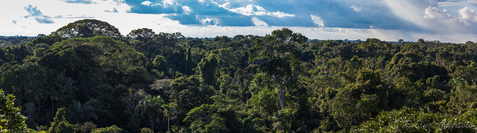 Vue panoramique depuis une tour d'observation de 36 m de hauteur installée par les indiens de la réserve Yasuni.
