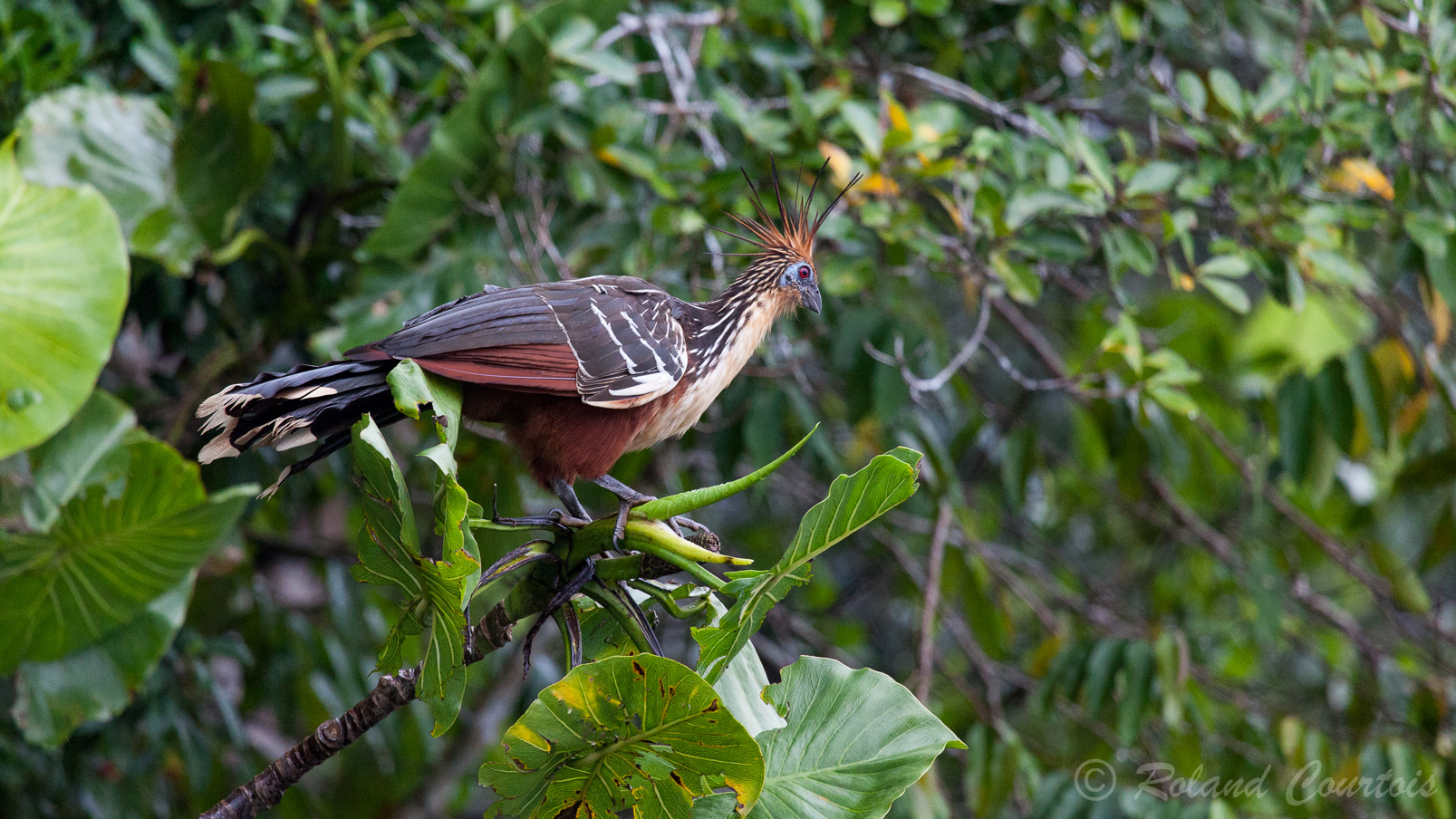 Opisthocomus hoazin - Hoatzin, oiseau préhistorique d'un comportement assez bizarre.