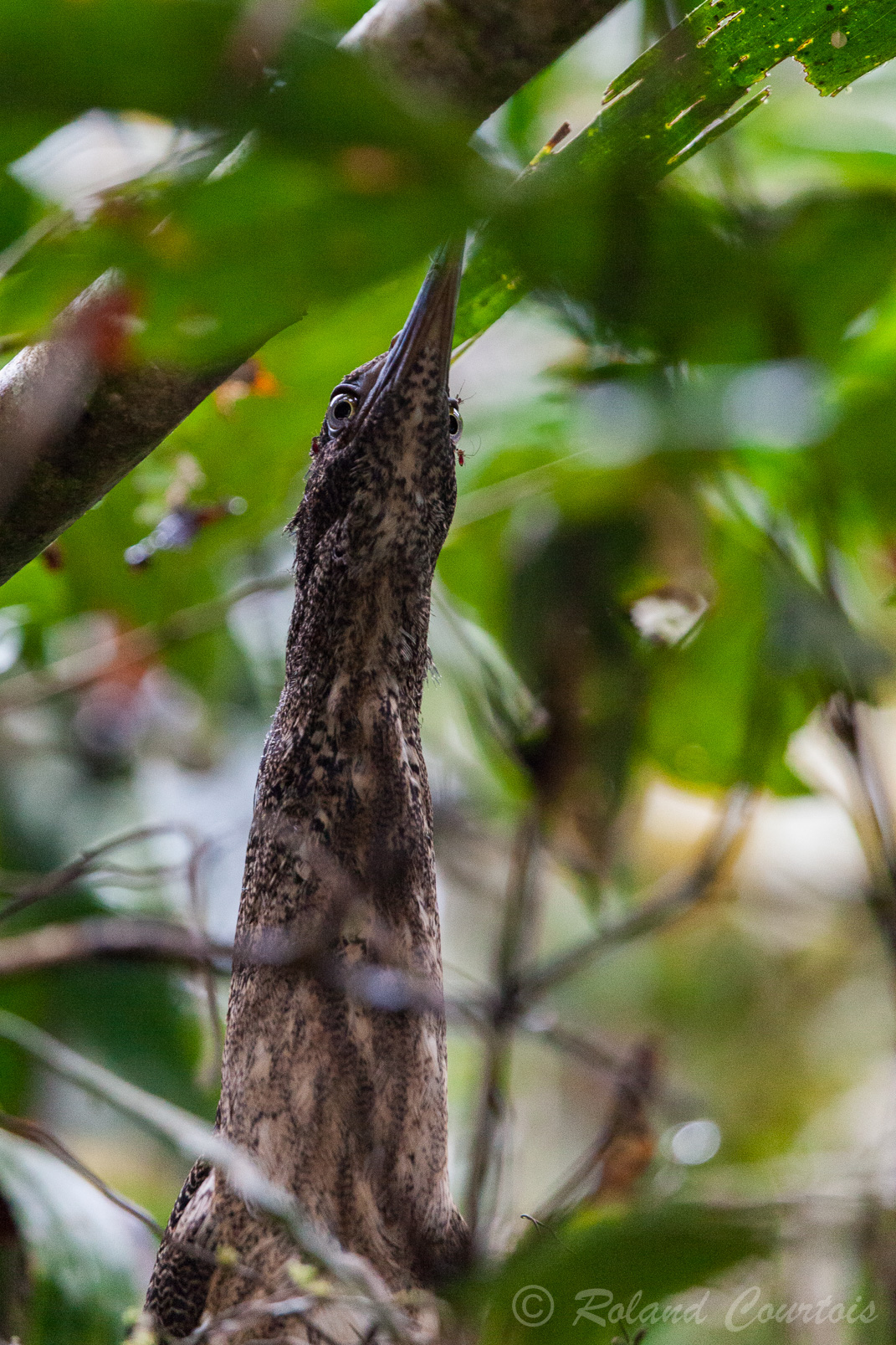 Onoré zigzag sur son nid : il ne bouge pas et ressemble alors à une branche.