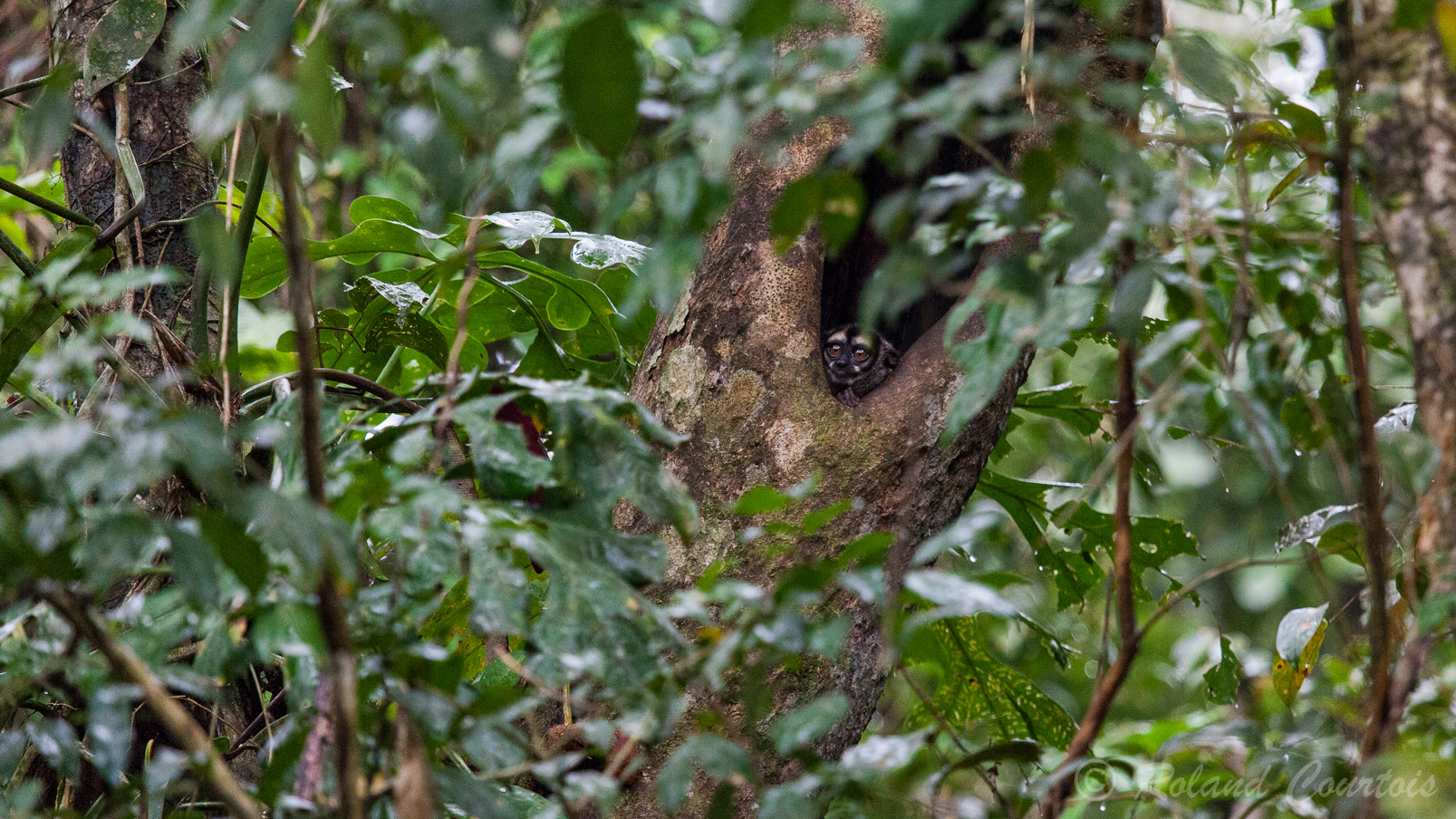 Douroucouli ou singe hibou nocturne logeant dans la cavité d'un arbre. Il a une vue monochrome.