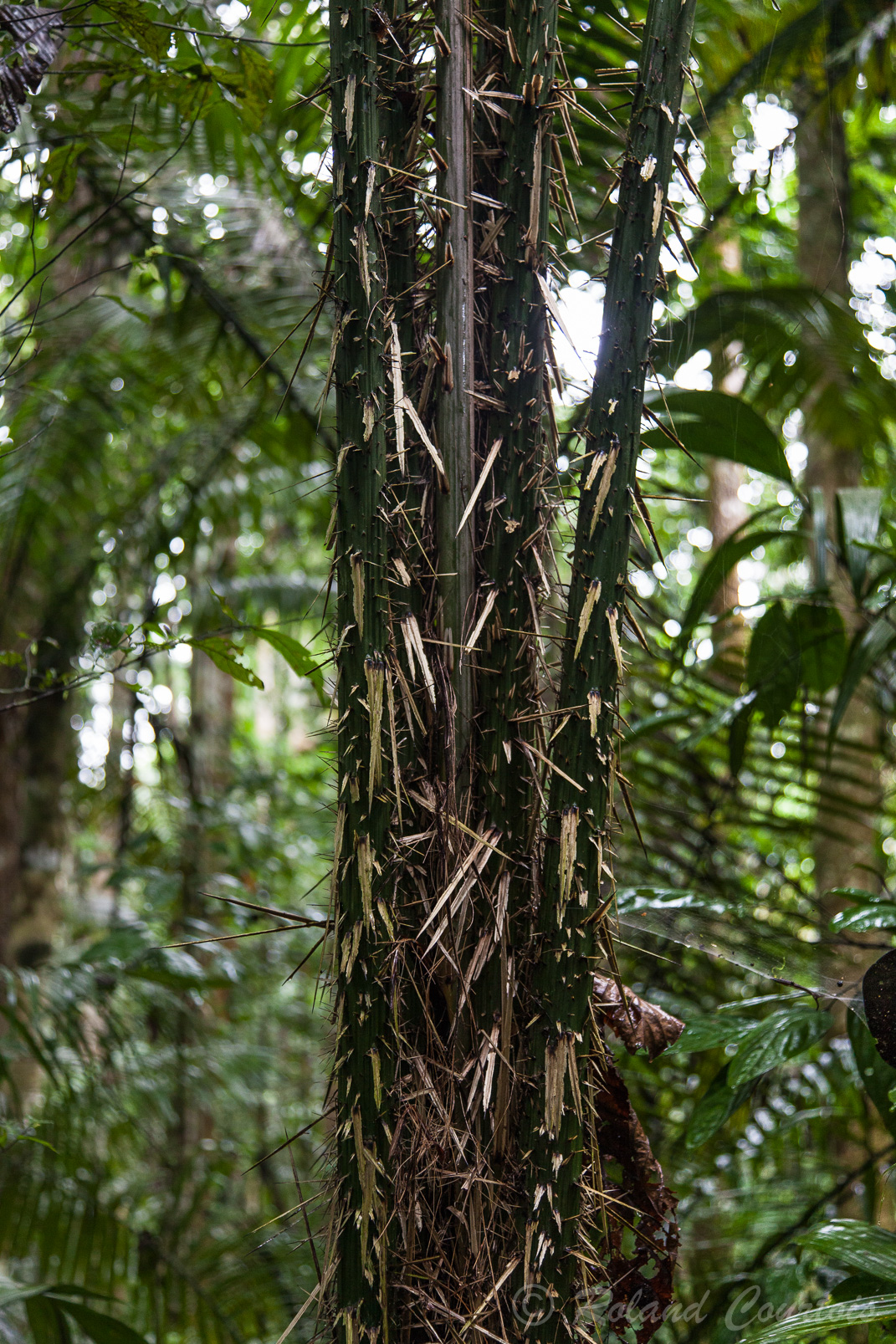 Palmier dont le tronc est recouvert de longues épines ce qui le protège des animaux.