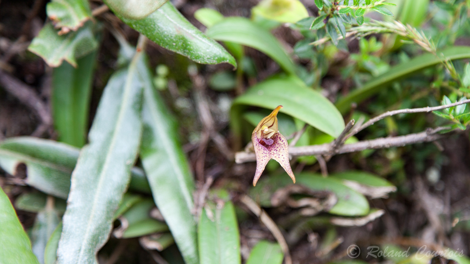 Orchidée (Masdevallia angulata)