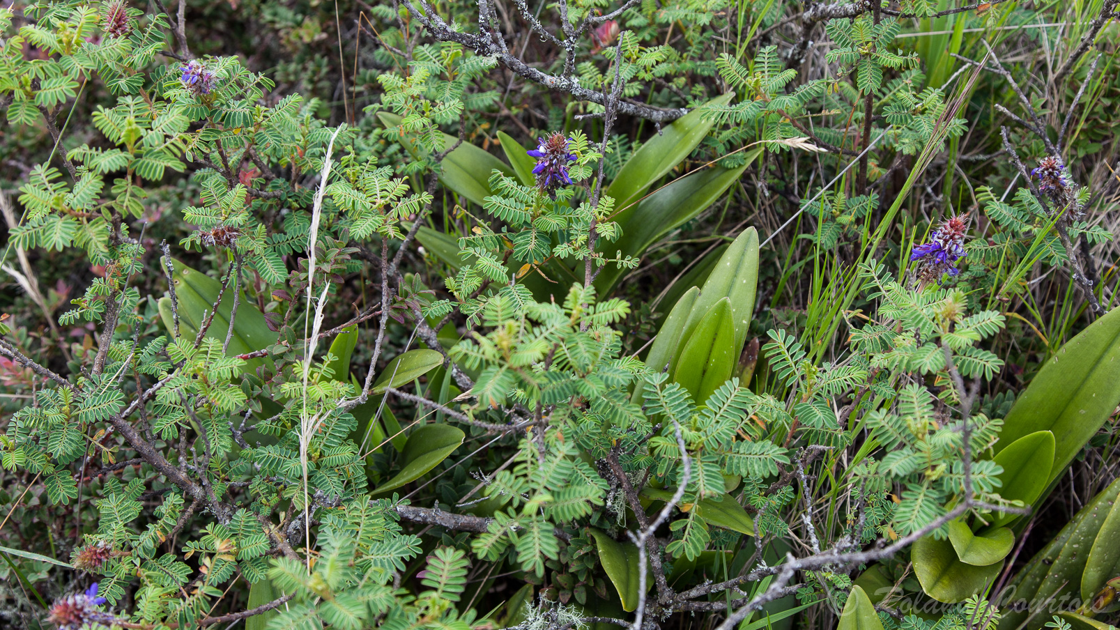 Lupinus pubescens