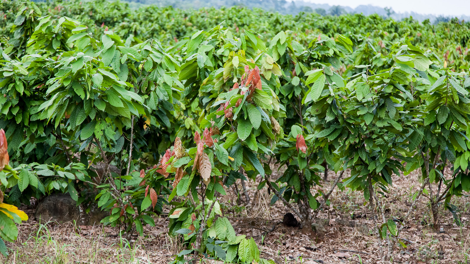 Plantation de cacaoyer dont l'Equateur est l'un des plus gros producteurs.