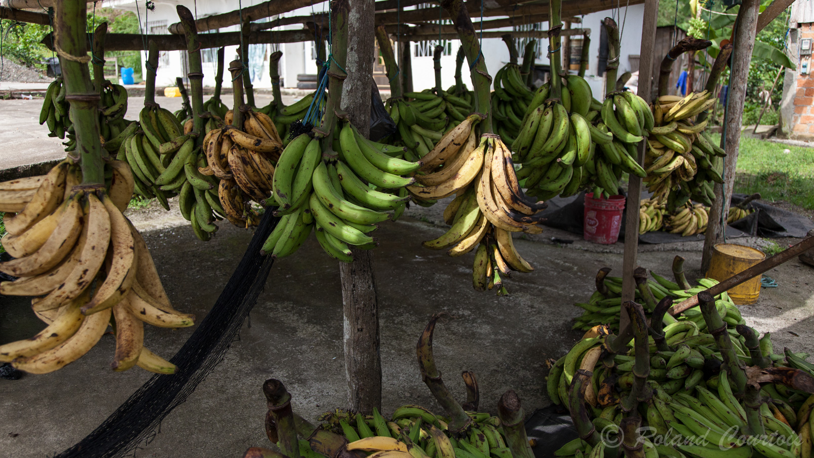 Lors d'un arrêt, c'est l'occasion d'acheter de succulentes bananes.