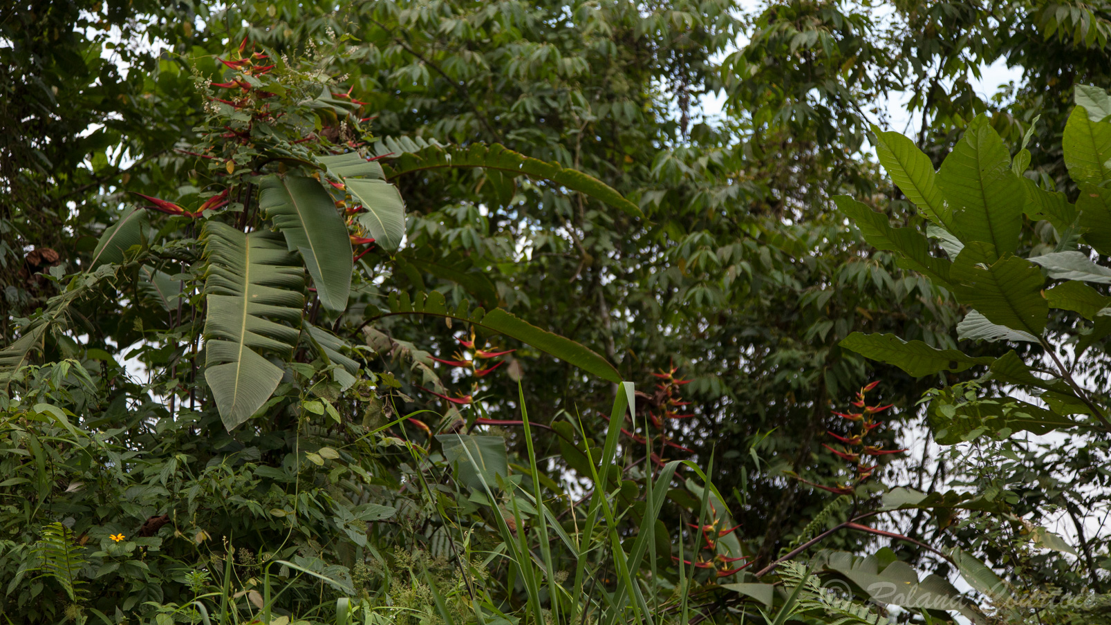 L'héliconia est très présent en Equateur.