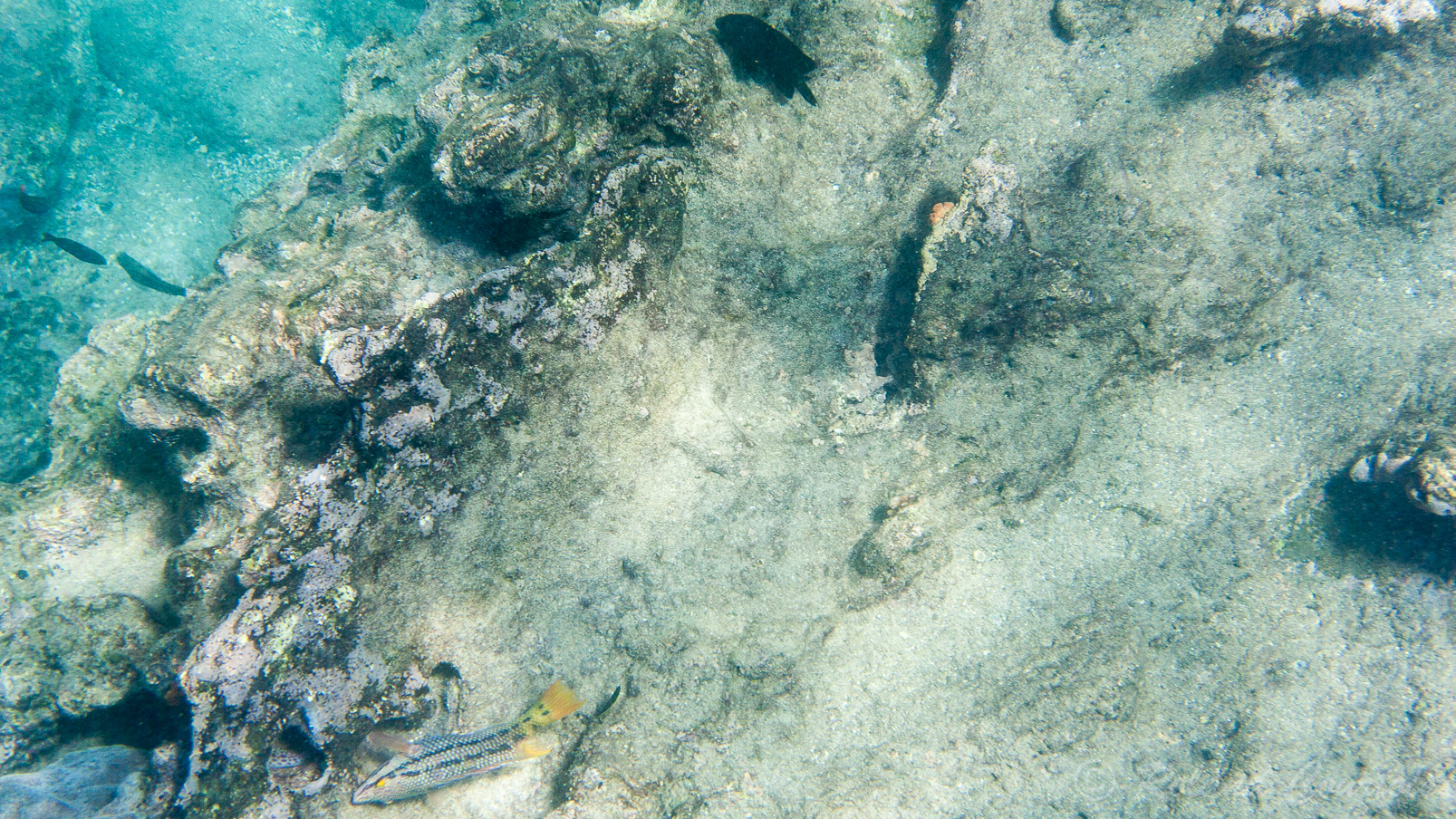 Streamer hogfish