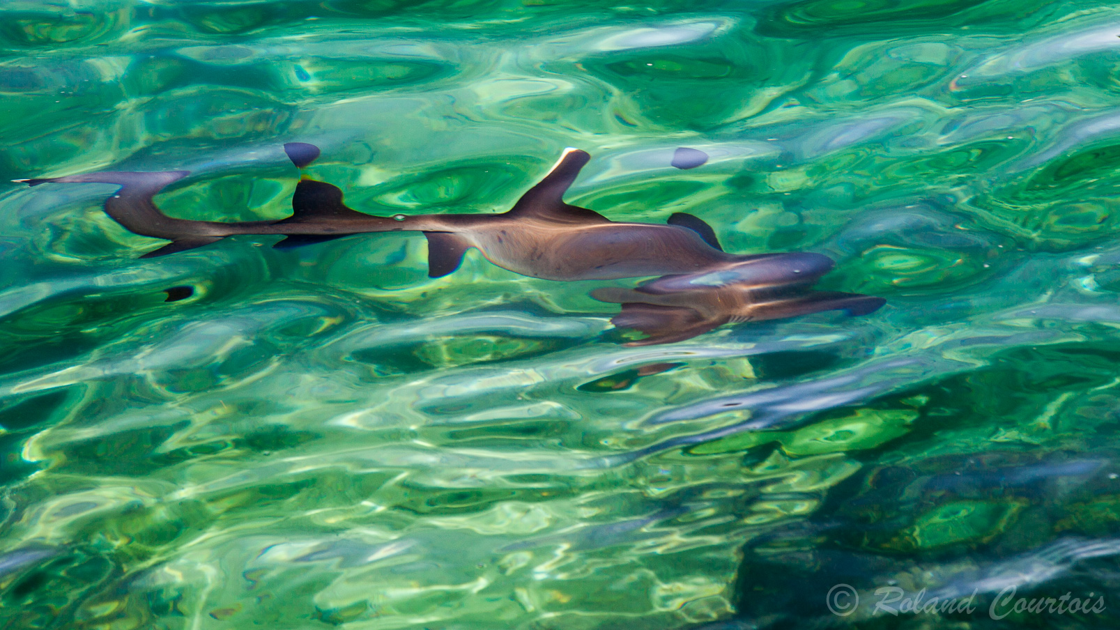 Dans l'eau cristalline, un requin des Galapagos.