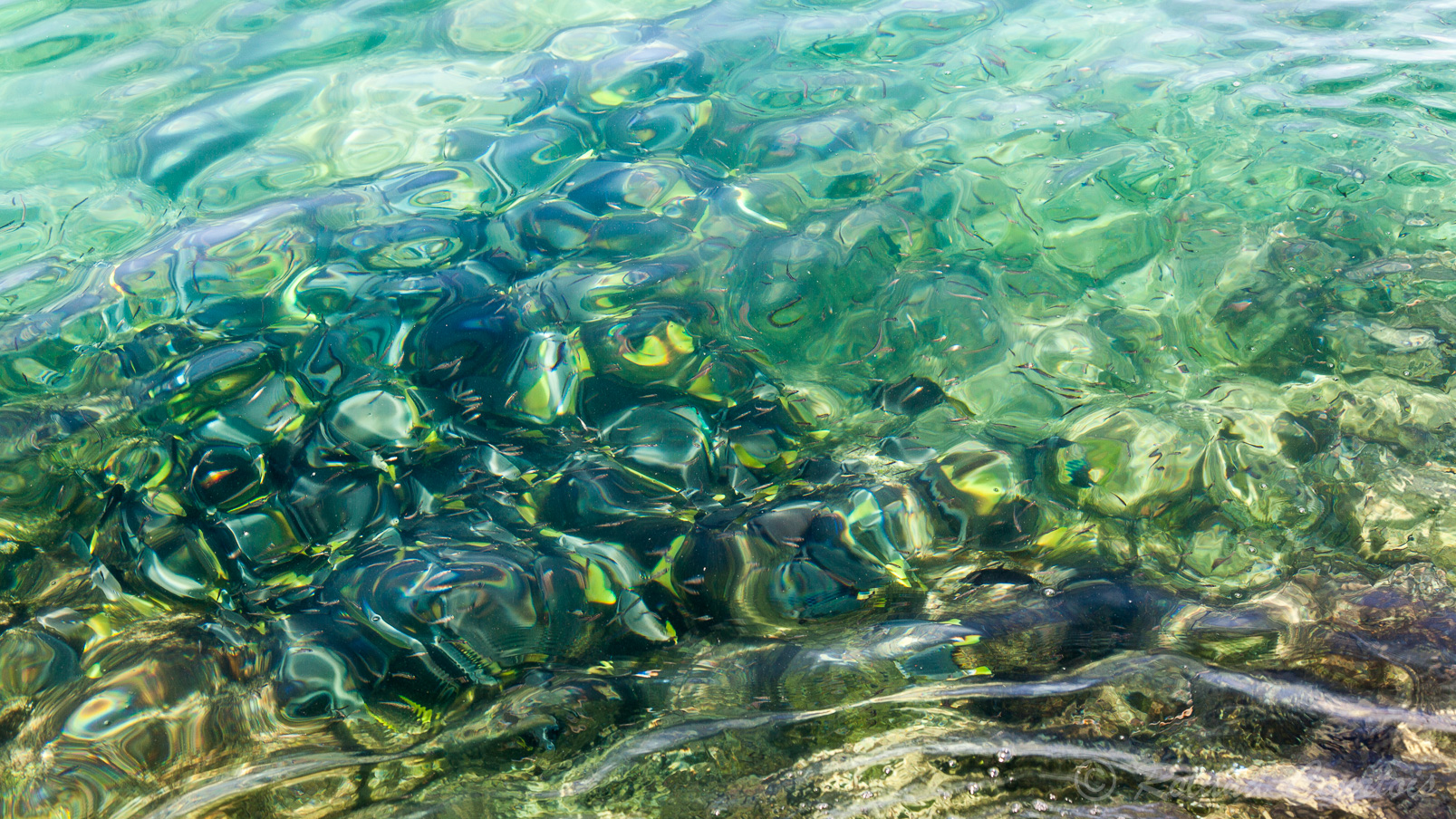 Banc de poissons dans l'eau claire