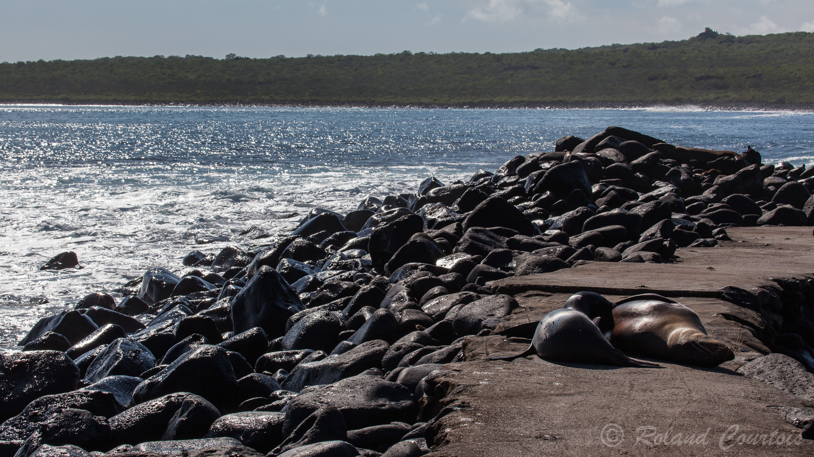 Otaries des Galapagos se chauffant sur une jetée.