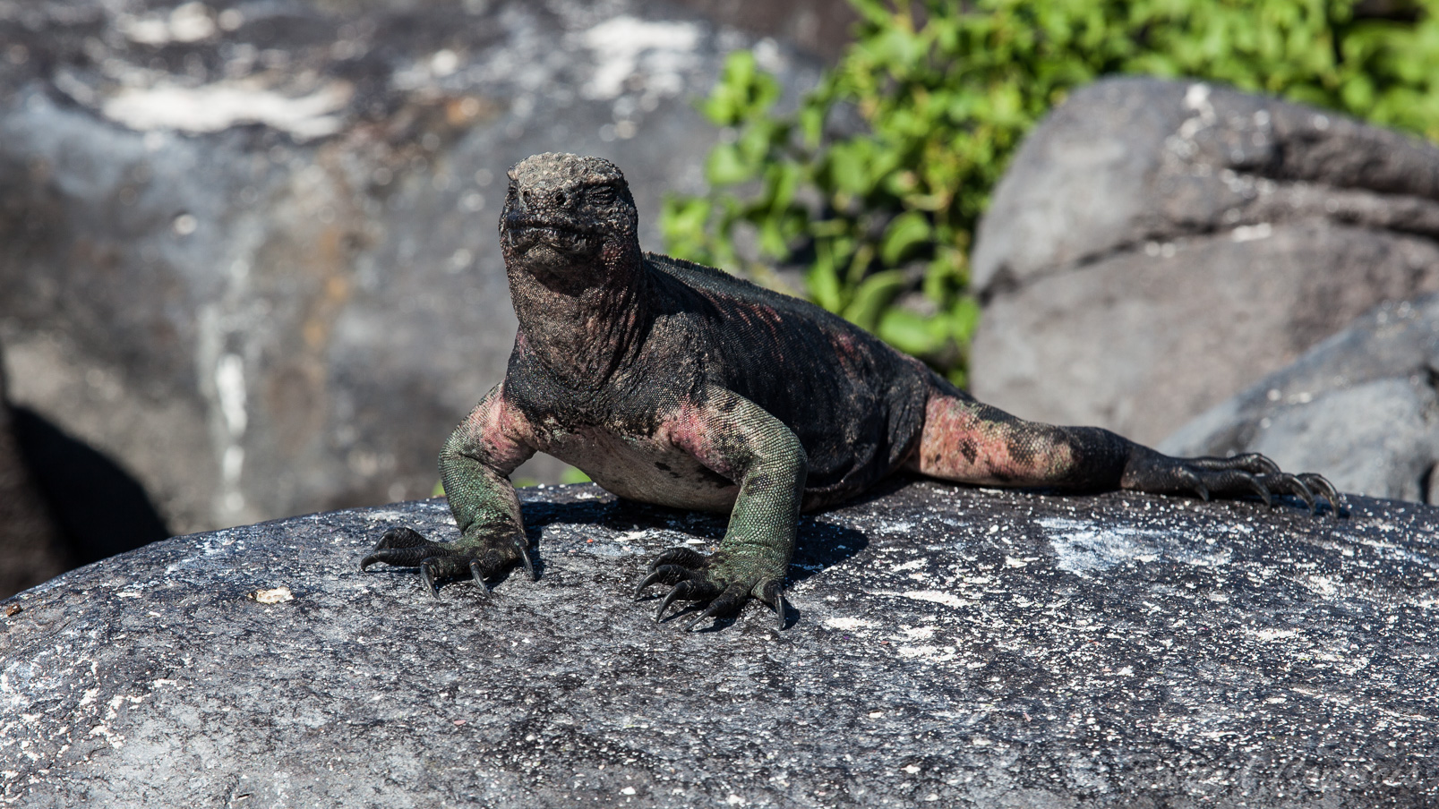 Iguane rose des Galapagos, Sa peau prend une couleur plus rosée grâce à la carotène.