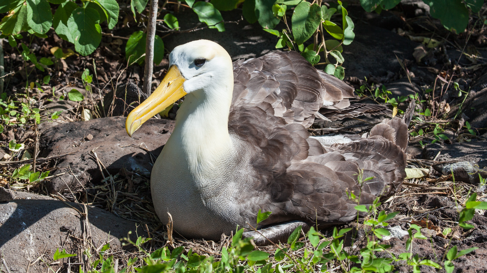 Albatros des Galapagos, nichant au sol sur l'île Española.