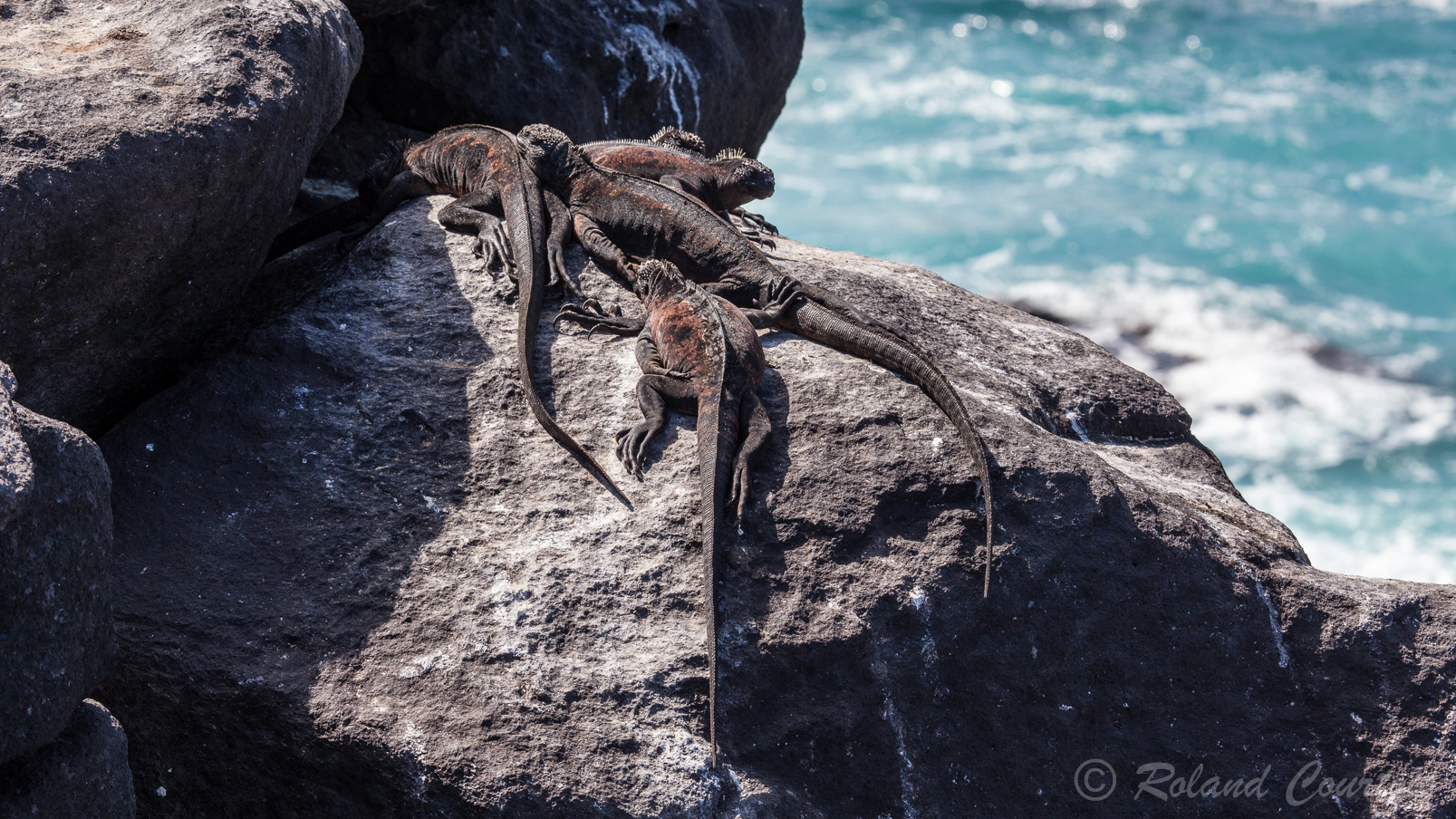 Iguanes roses des Galapagos, comme ses cousins les marins, il est également obligé de réchauffer son sang au soleil