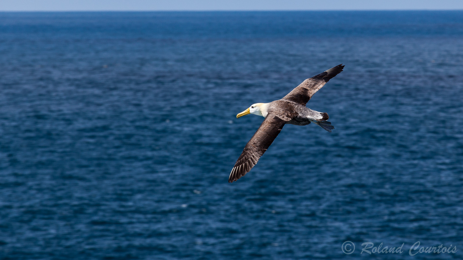 Albatros des Galapagos, planant au dessus du Pacifique