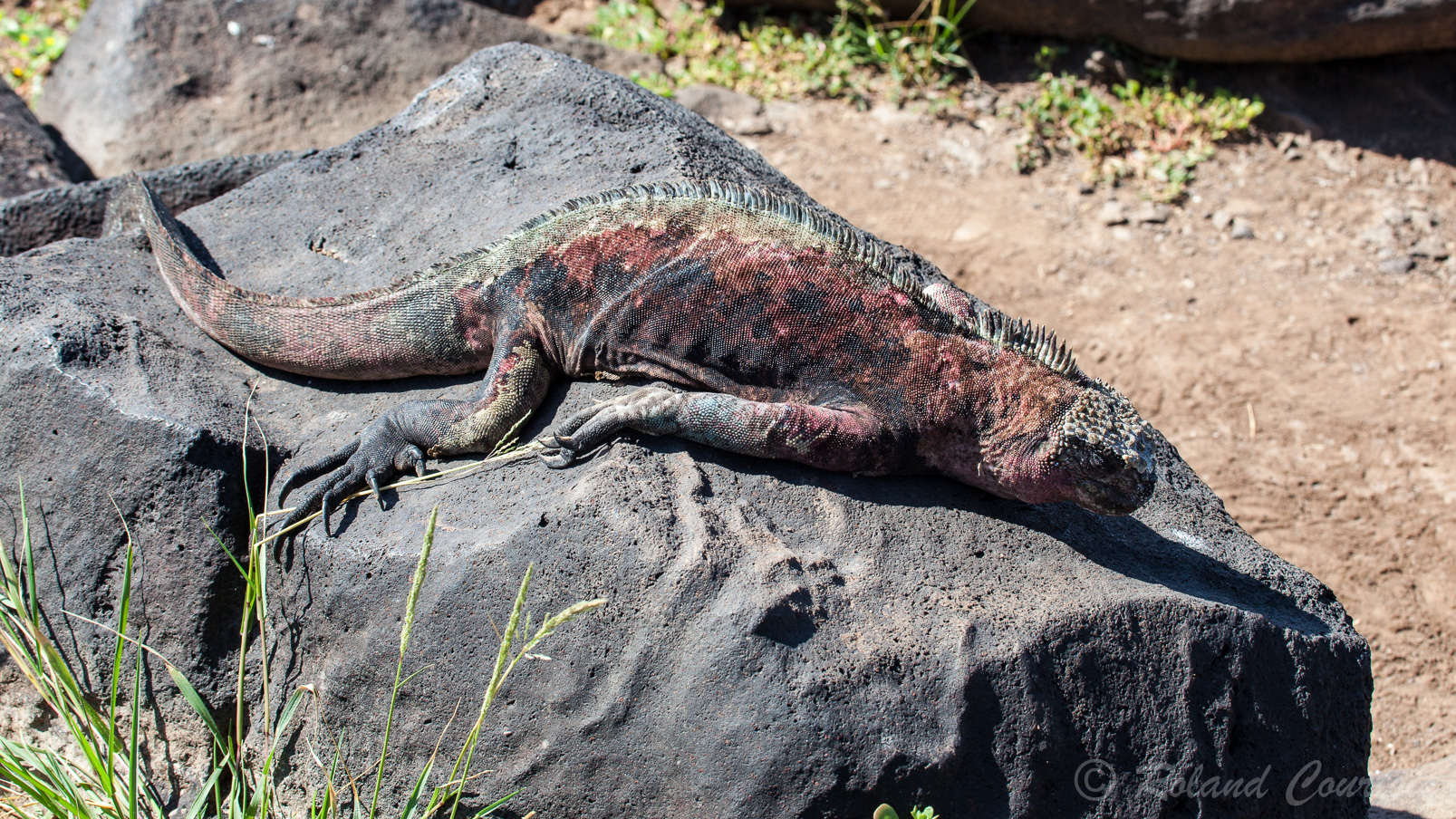 Iguane rose des Galapagos se réchauffant au soleil.