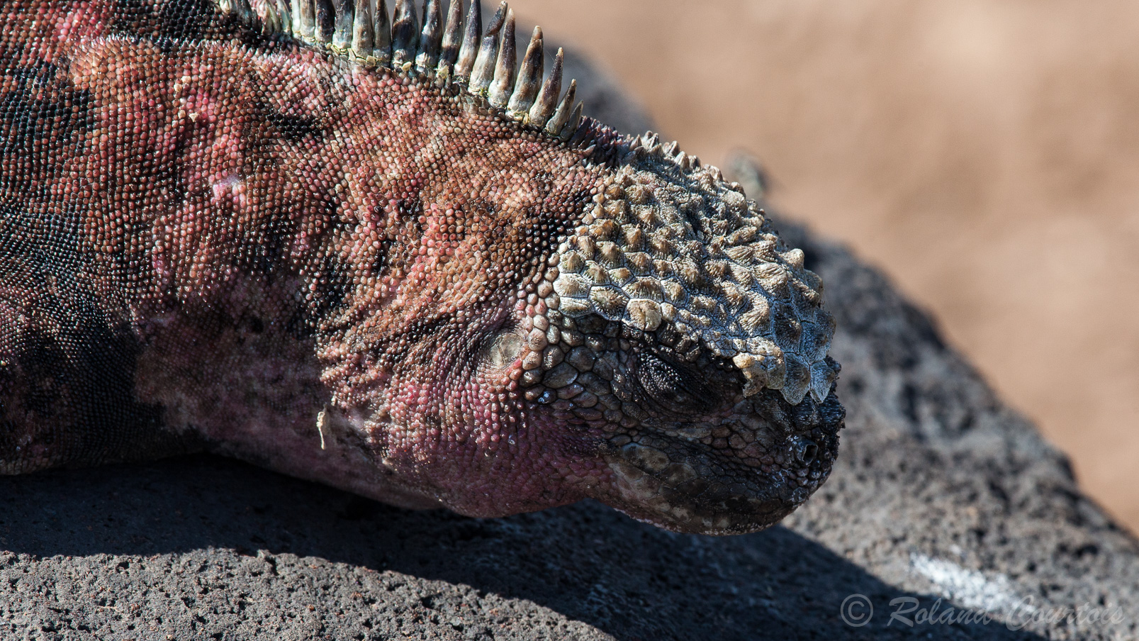 Iguane rose des Galapagos se réchauffant au soleil.
