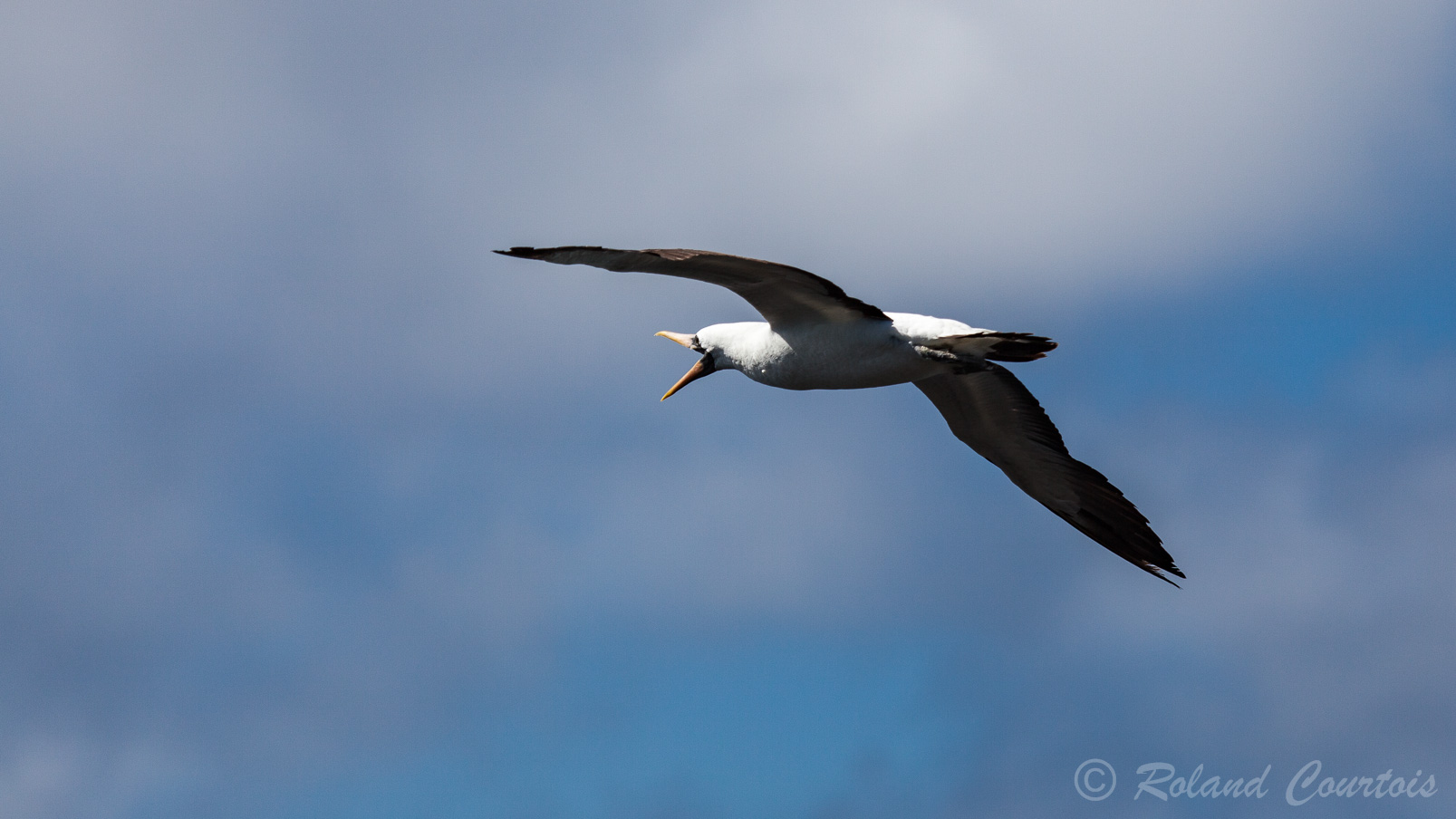 Albatros des Galapagos.